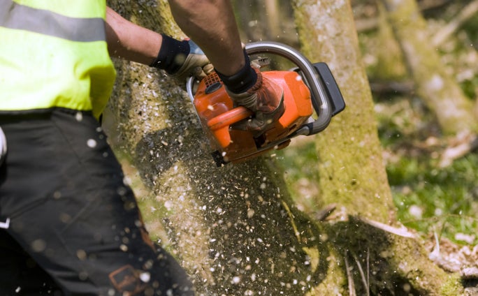Coppicing with chainsaw at Inval, Hindhead, Surrey Hills