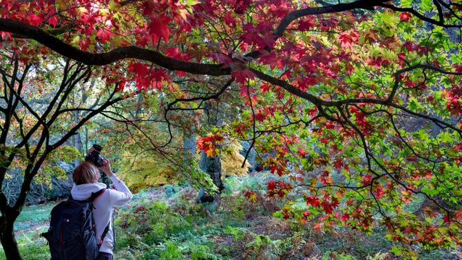 Visitor taking photos of Autumn colour at Winkworth