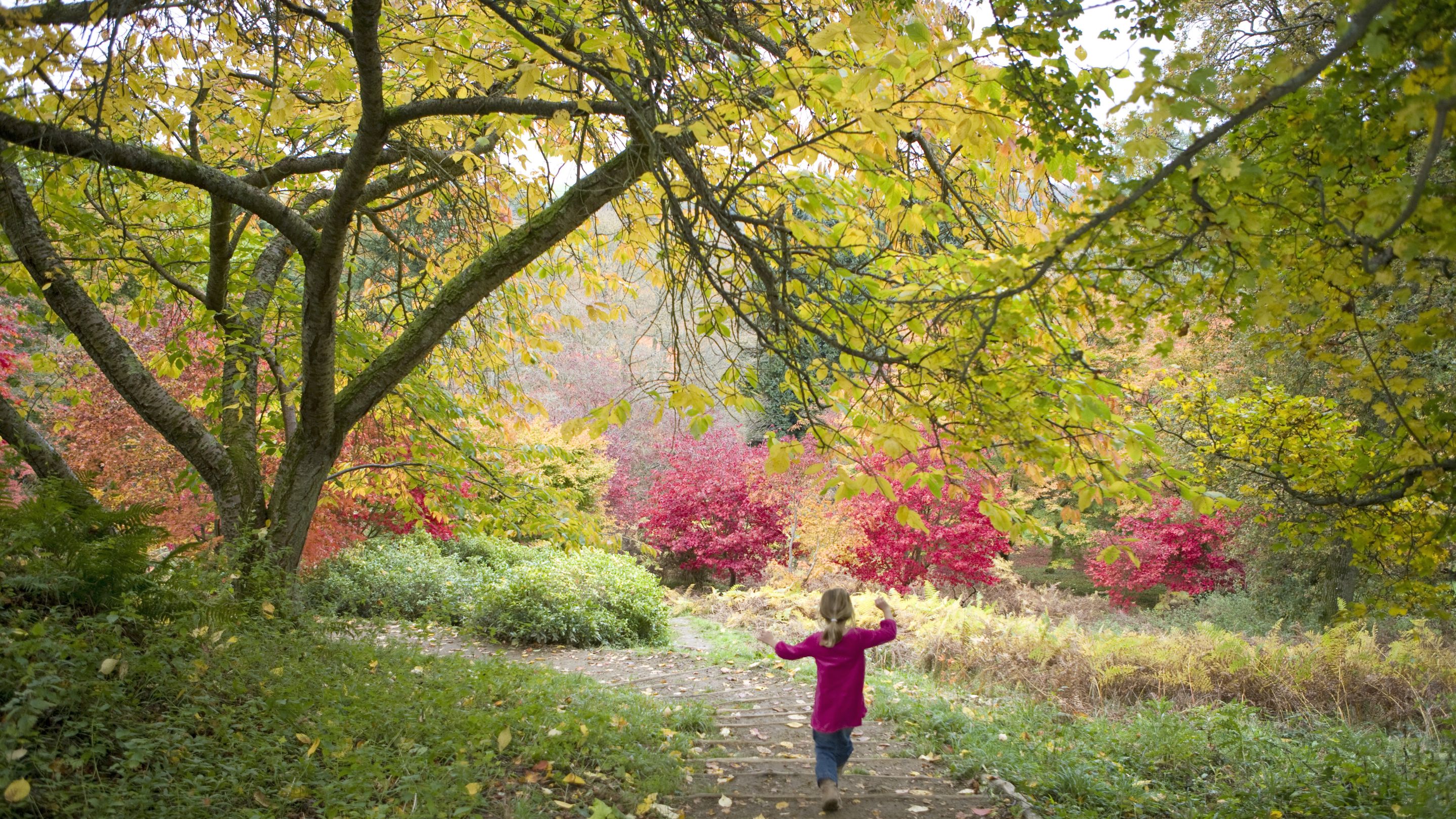 Little girl skipping along pathway at Winkworth in Autumn