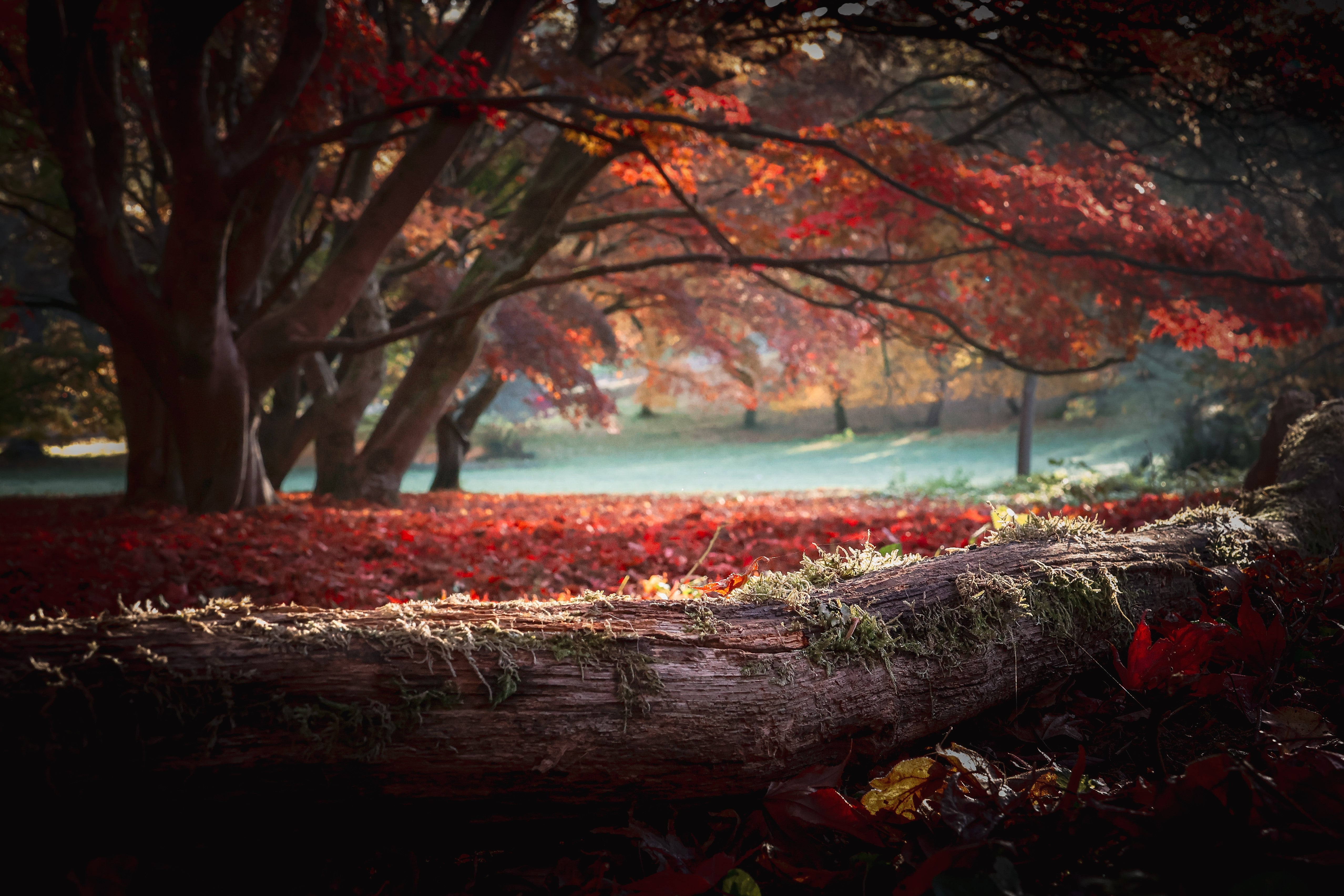 A fallen tree trunk covered in moss lies in the foreground of a woodland scene, with red and orange autumn leaves scattered across the ground beneath mature trees.