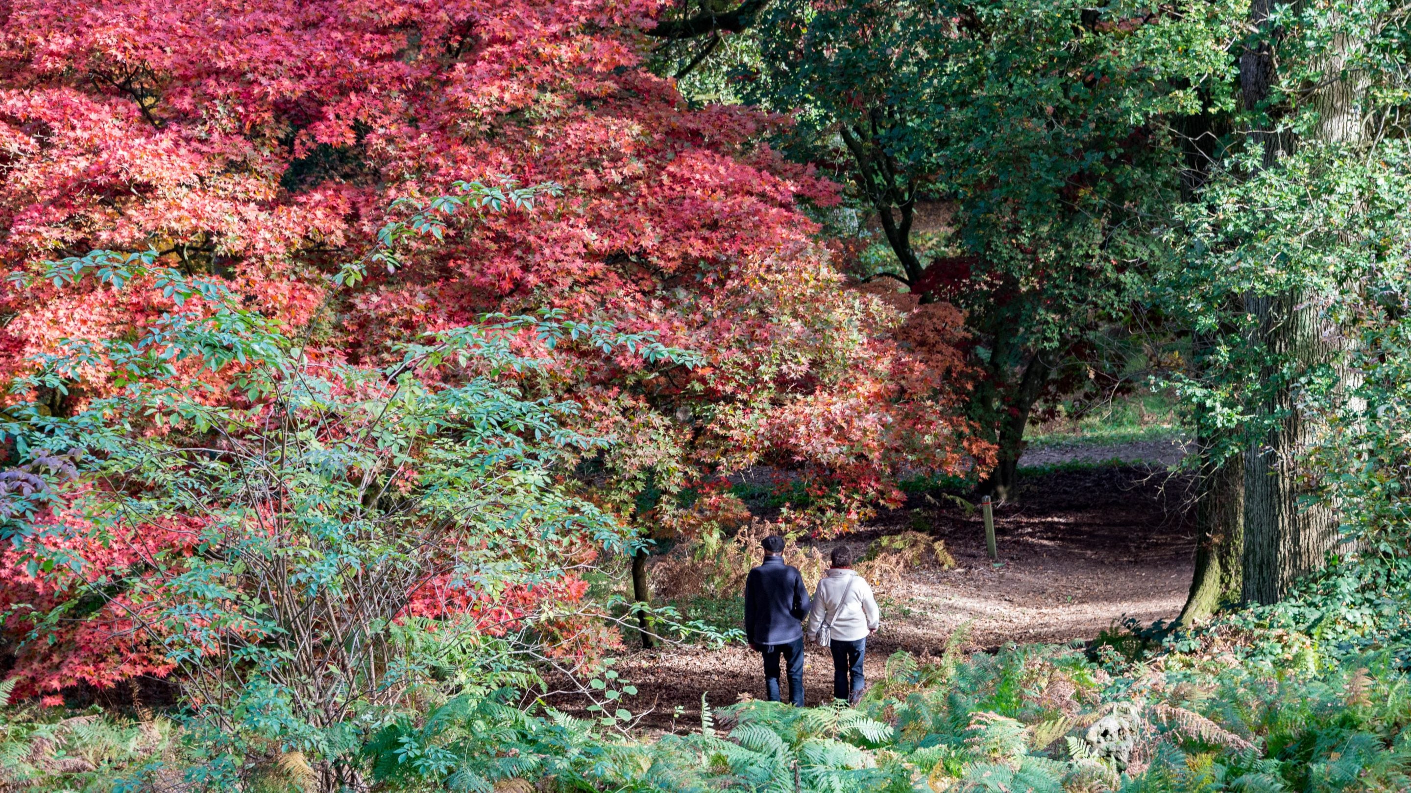 Two people walk along a path beneath trees with red autumn leaves at Winkworth Arboretum, Surrey.