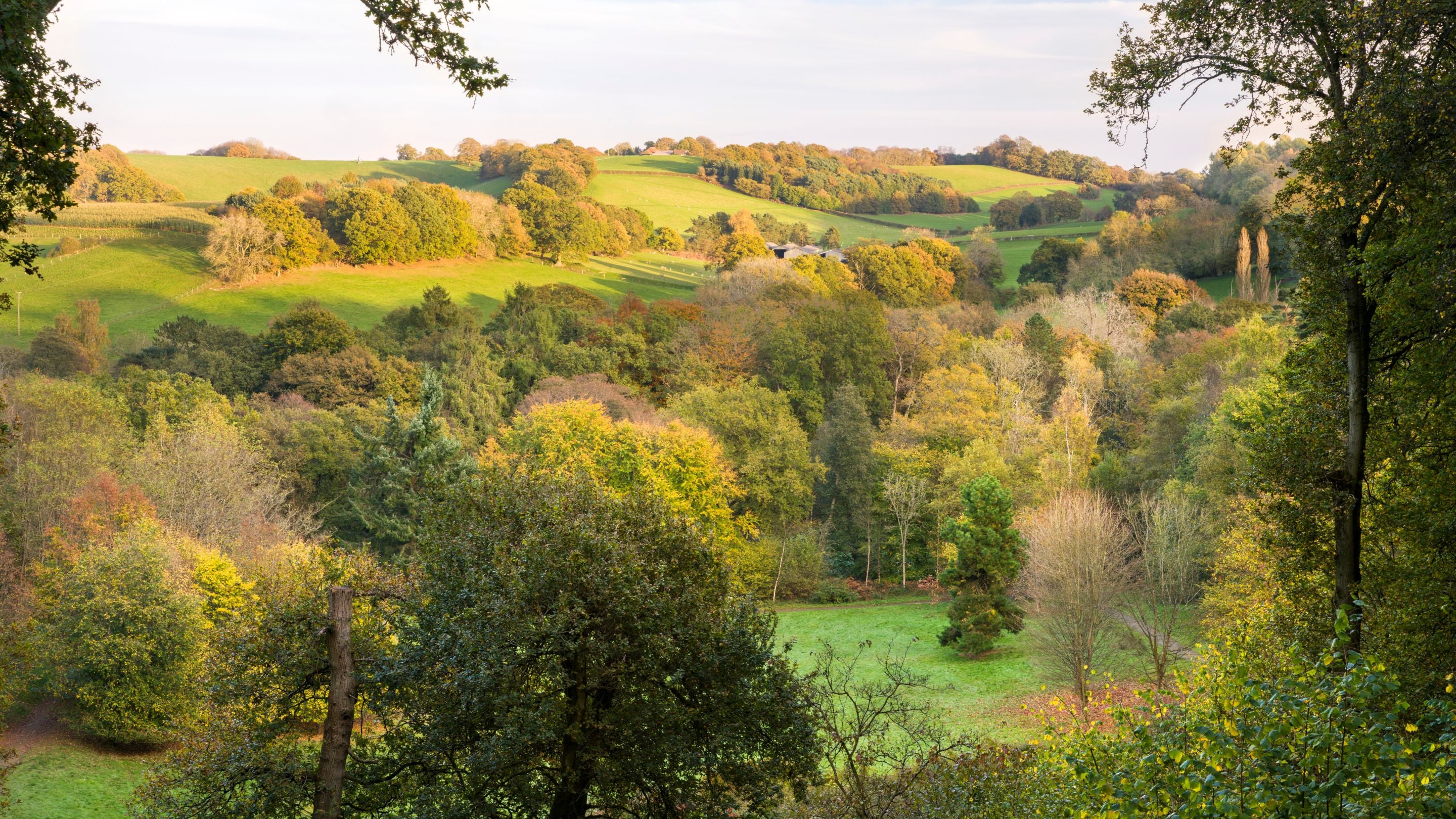 Looking out over a view of hilly ground and lots of trees on the estate from the top of Badgers Bowl at Winkworth Aboretum, Surrey