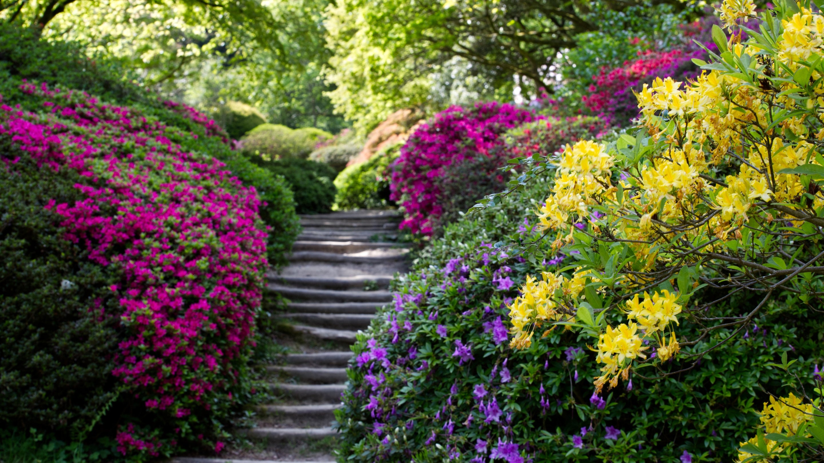 Colour azeleas boardering a set of steps at Winkworth Arboretum