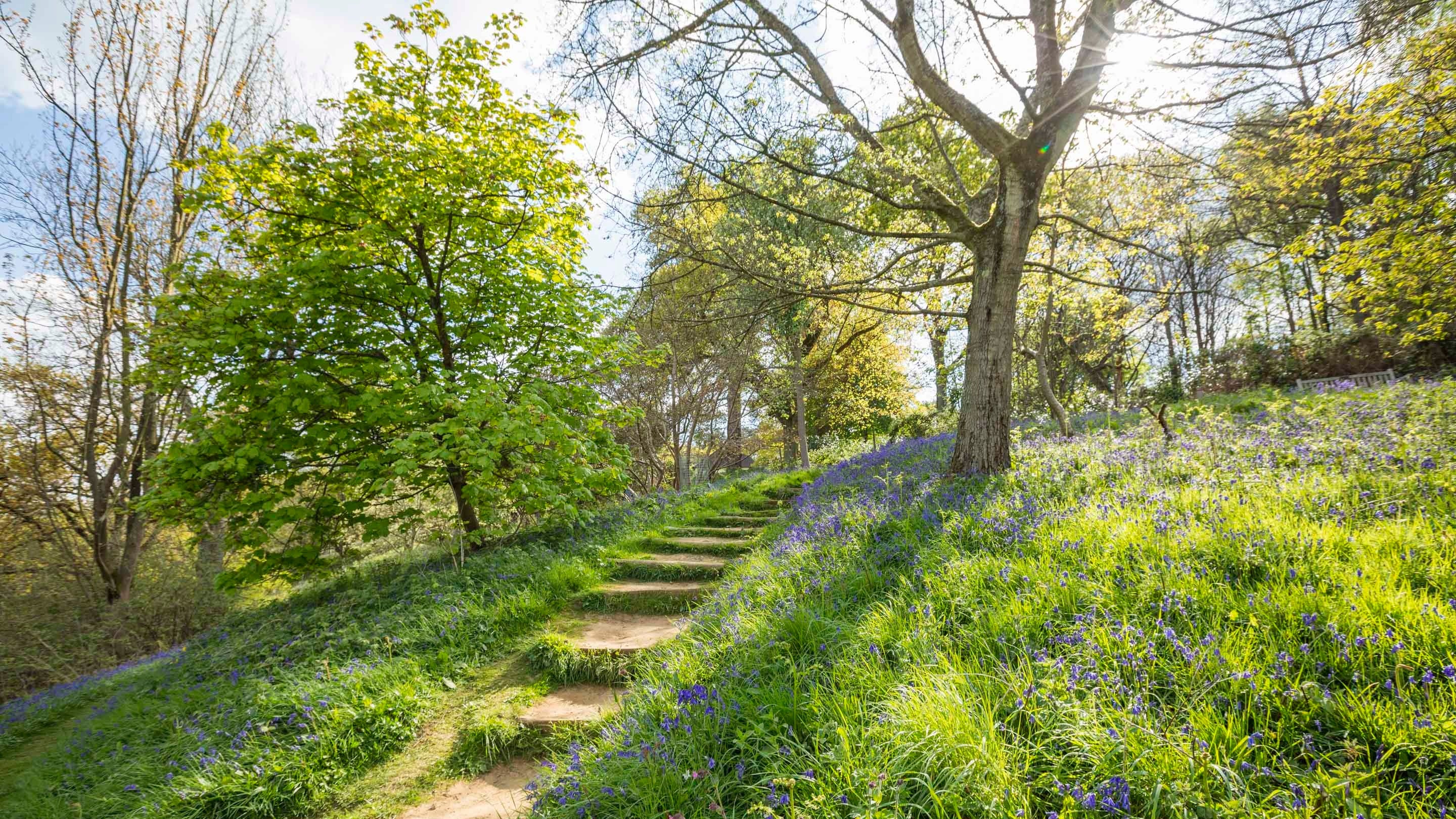 Steps have been carved into the verdant hillside between trees on Bluebell Hill at Winkworth Arboretum, Surrey. It's a bright sunny day and some bluebells are flowering amongst long, bright green grass.