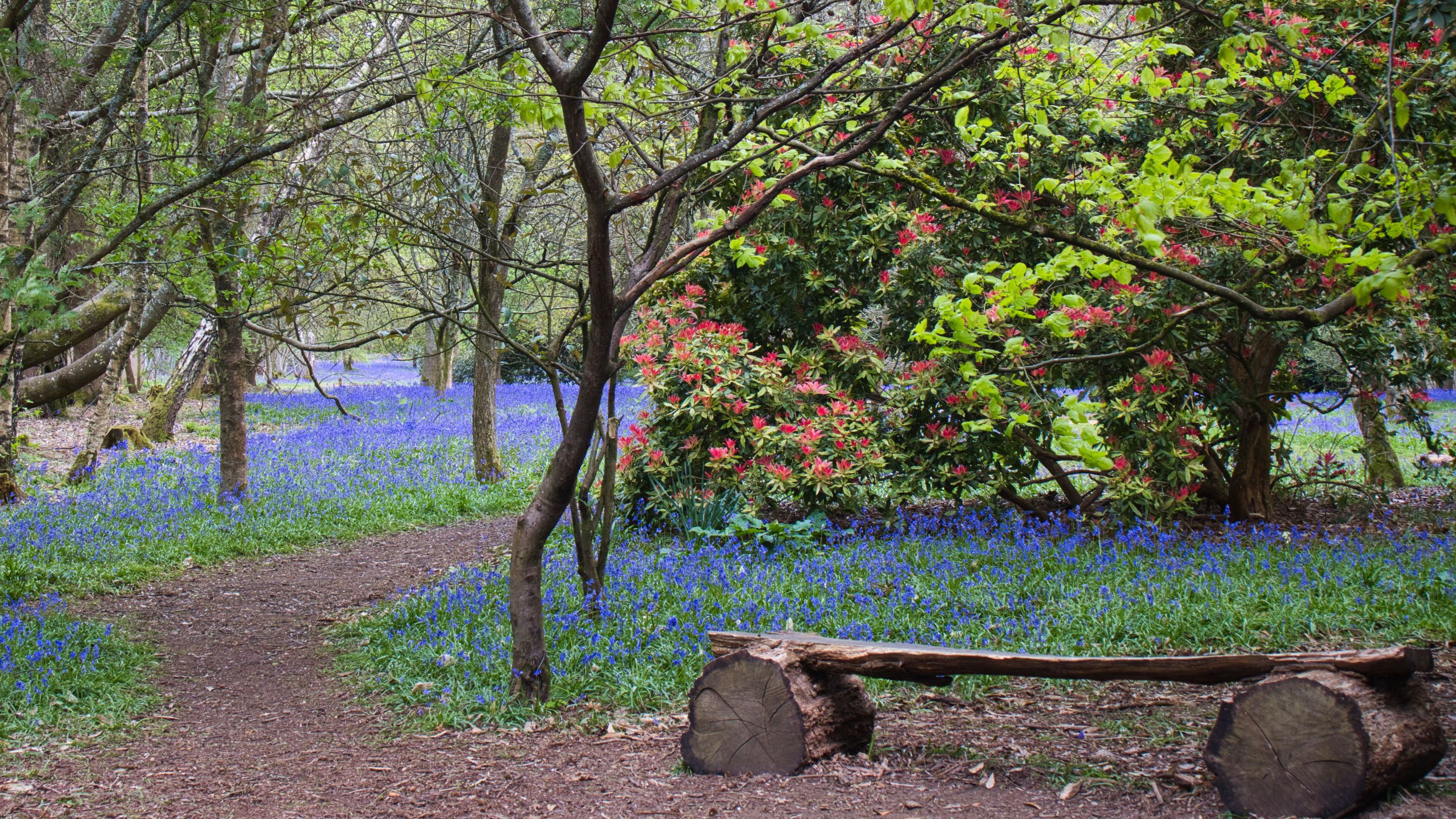 A view through the woodland at Winkworth with a carpet of bluebells and bench in the foreground.