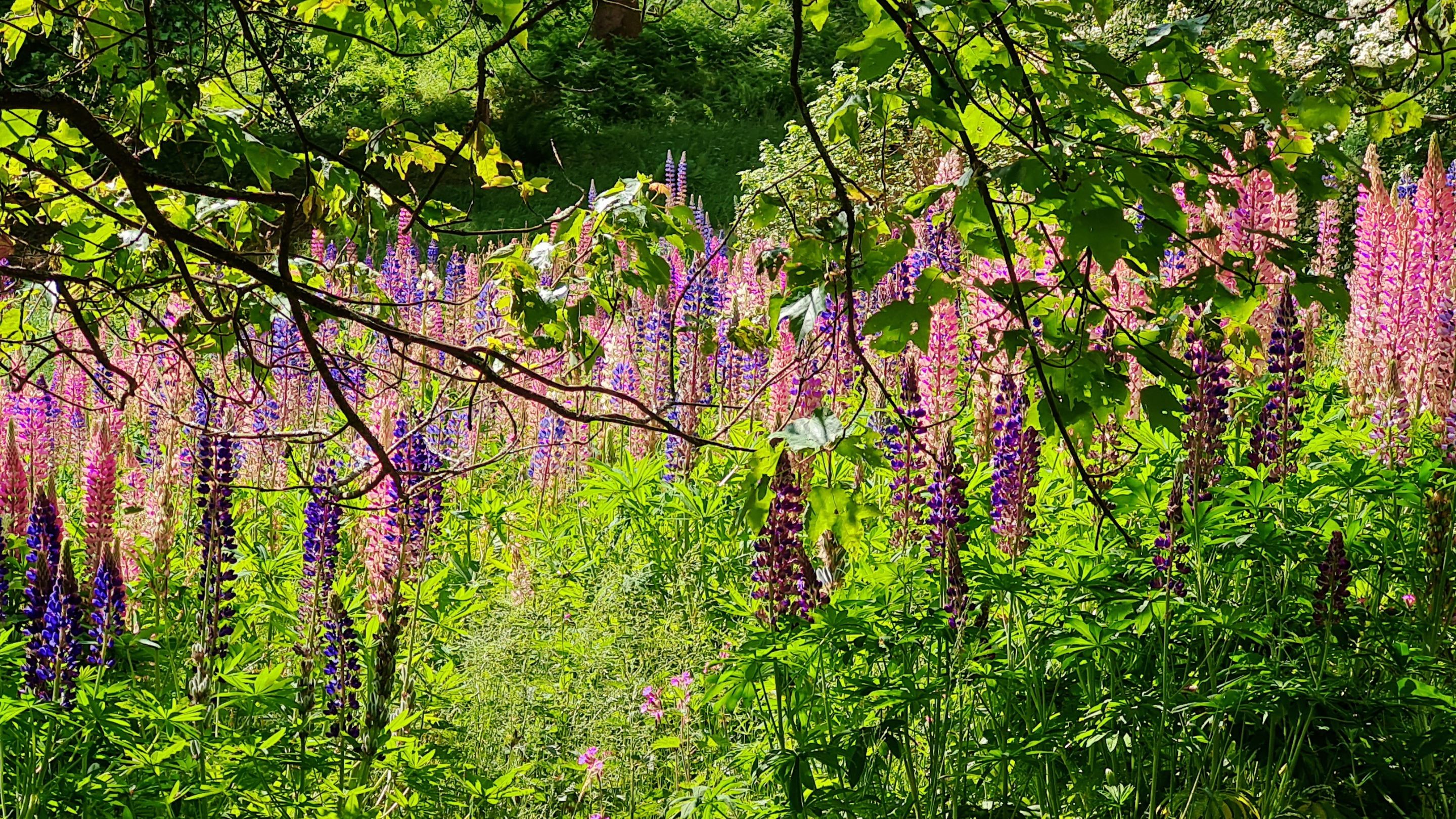 Spires of pinks and purple Lupins growing amongst the woodlands at Winkworth Arboretum.