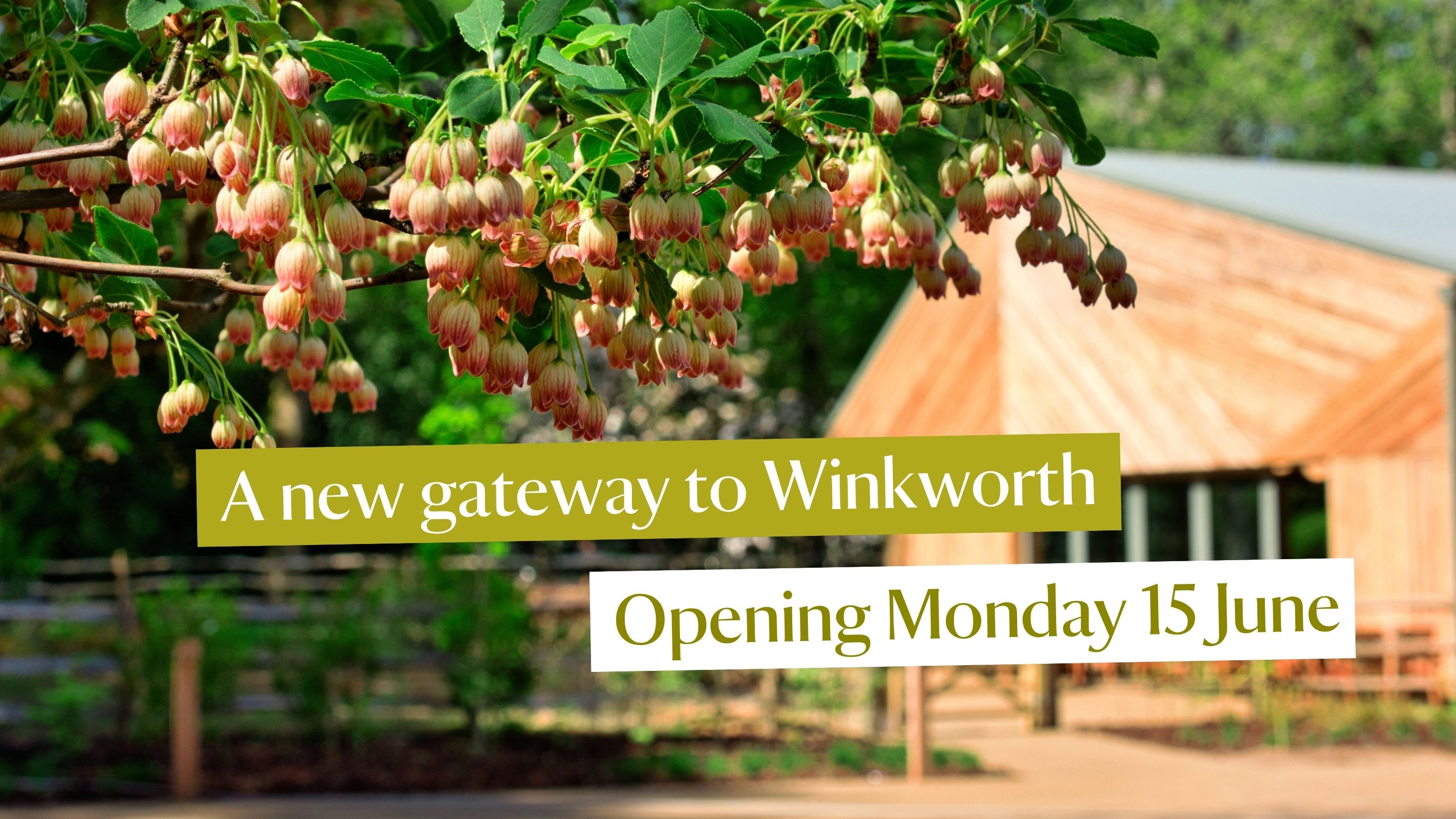 An photography of a tree in blossom in the foreground with a wooden building out of focus in the background. There is text on the front tha states 'A new gateway to Winkworth Arboretum. Opening Monday 15 June