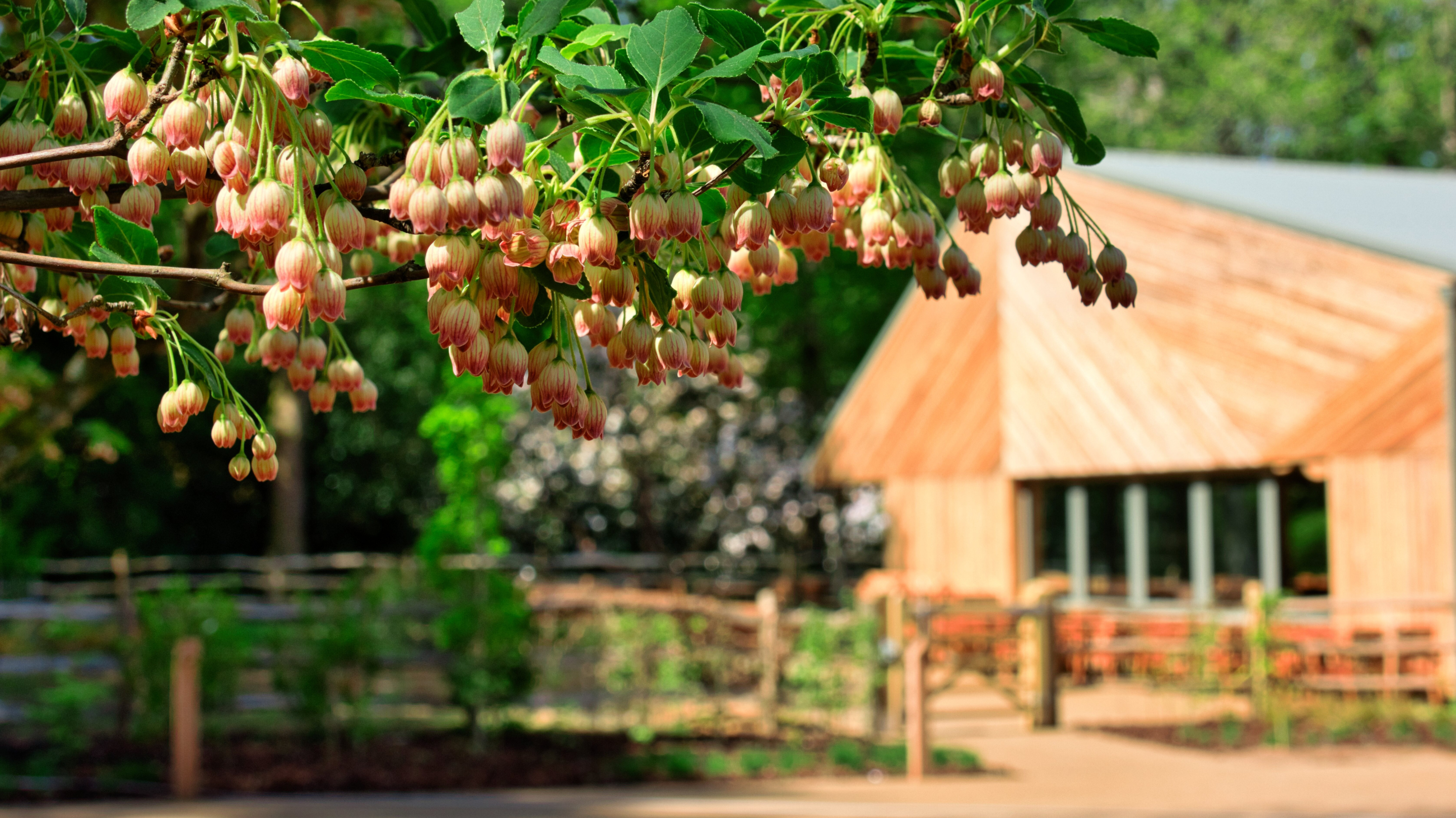 An inviting photo featuring a tree branch extending across the upper left portion of the image, heavily laden with clusters of small, bell-shaped flowers. In the background a section of a wooden clad building which it out of focus.