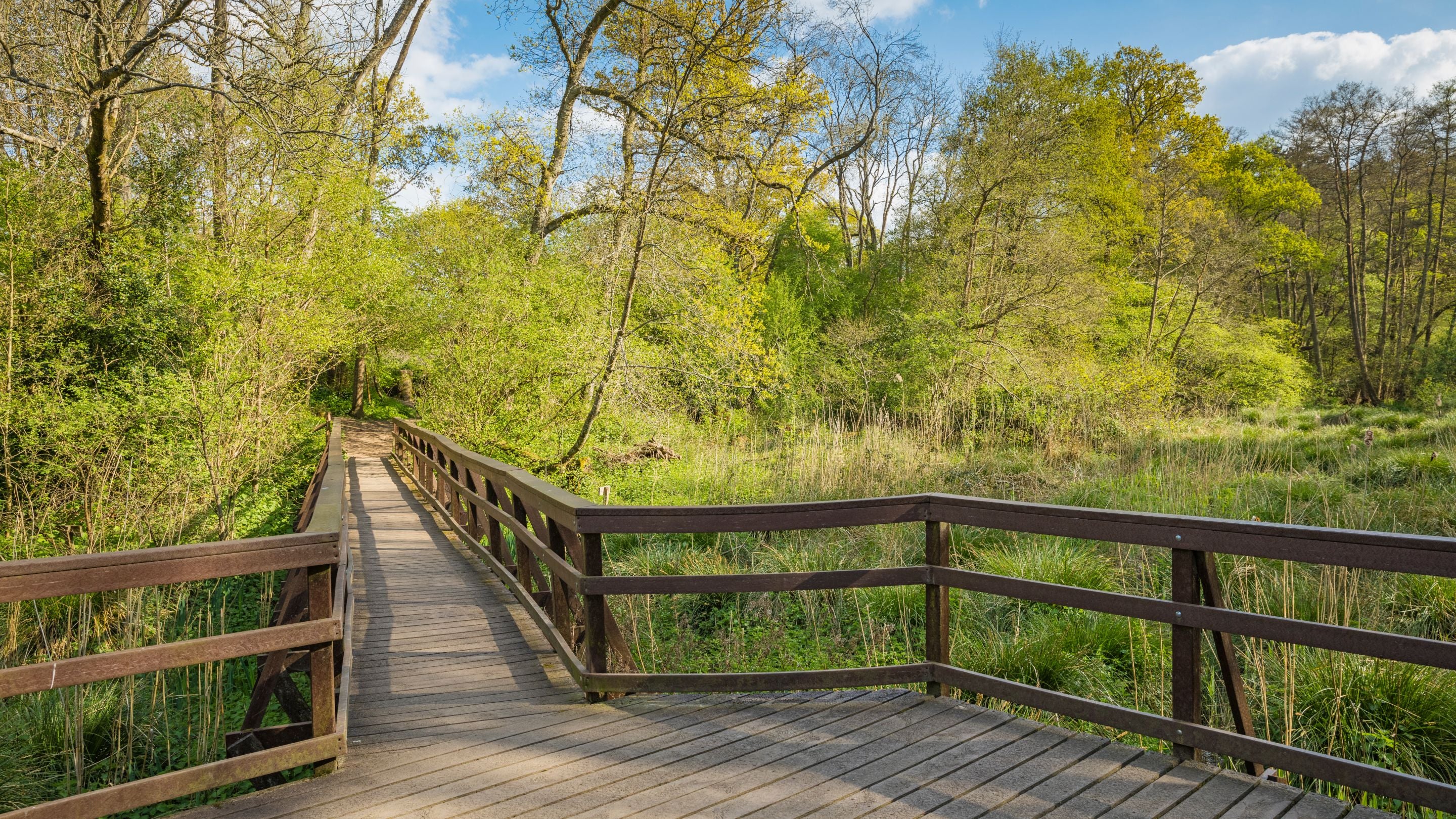 Boardwalk through the wetland at Winkworth Arboretum, Surrey