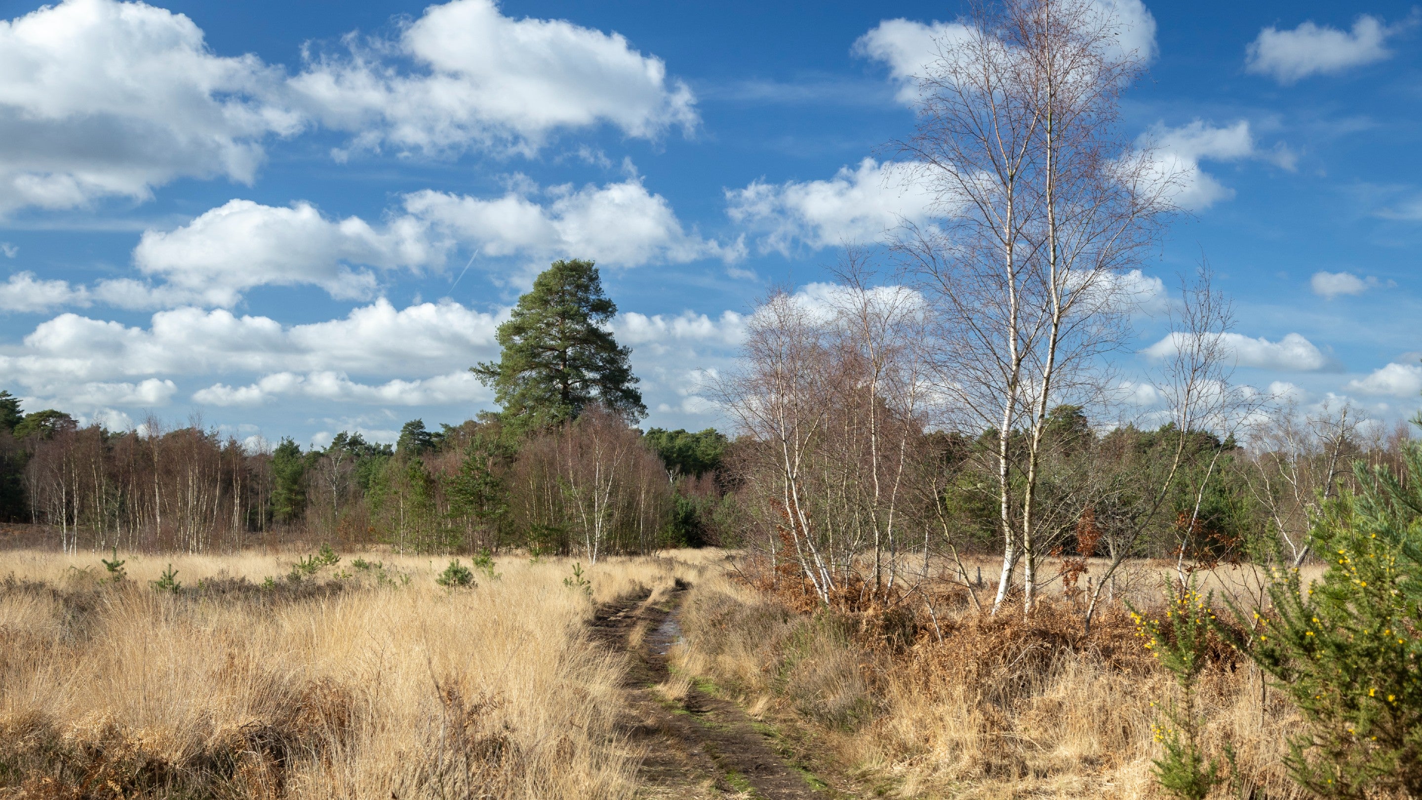 Path surrounded by long yellow grasses and heathland, with a few silver birch trees dotted around