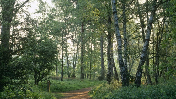 Footpath through a copse on Witley Common, south west of Guildford, Surrey