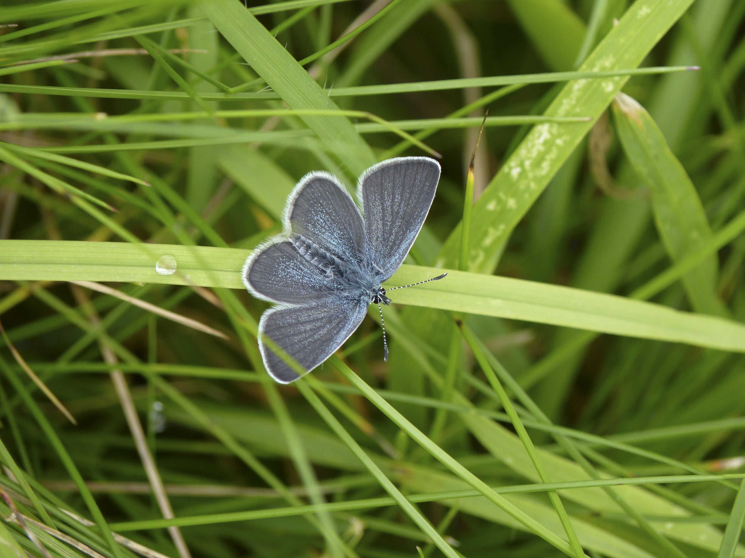 A Small Blue butterfly with open wings