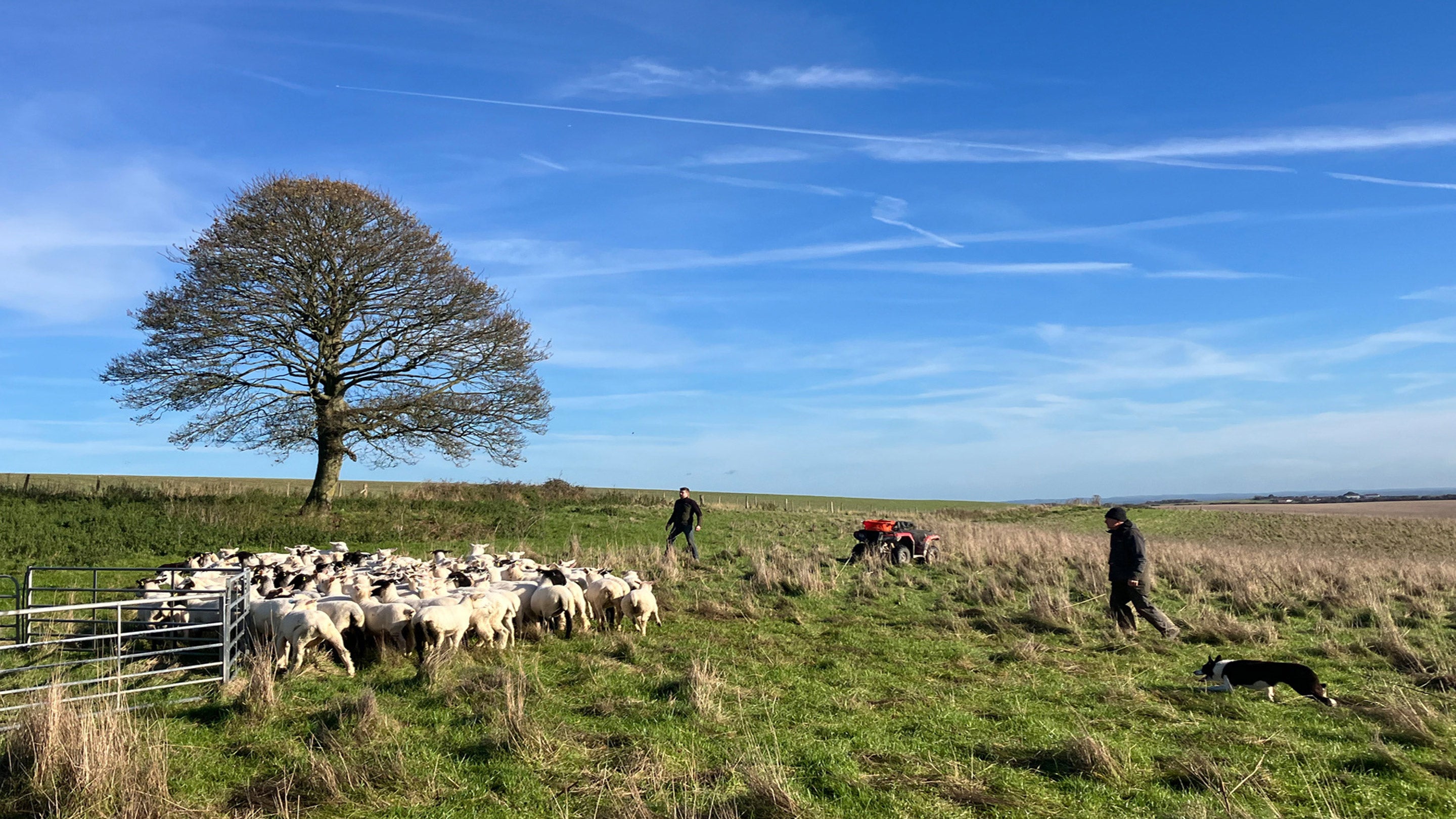 A sheep dog demonstration at Balmer Farm