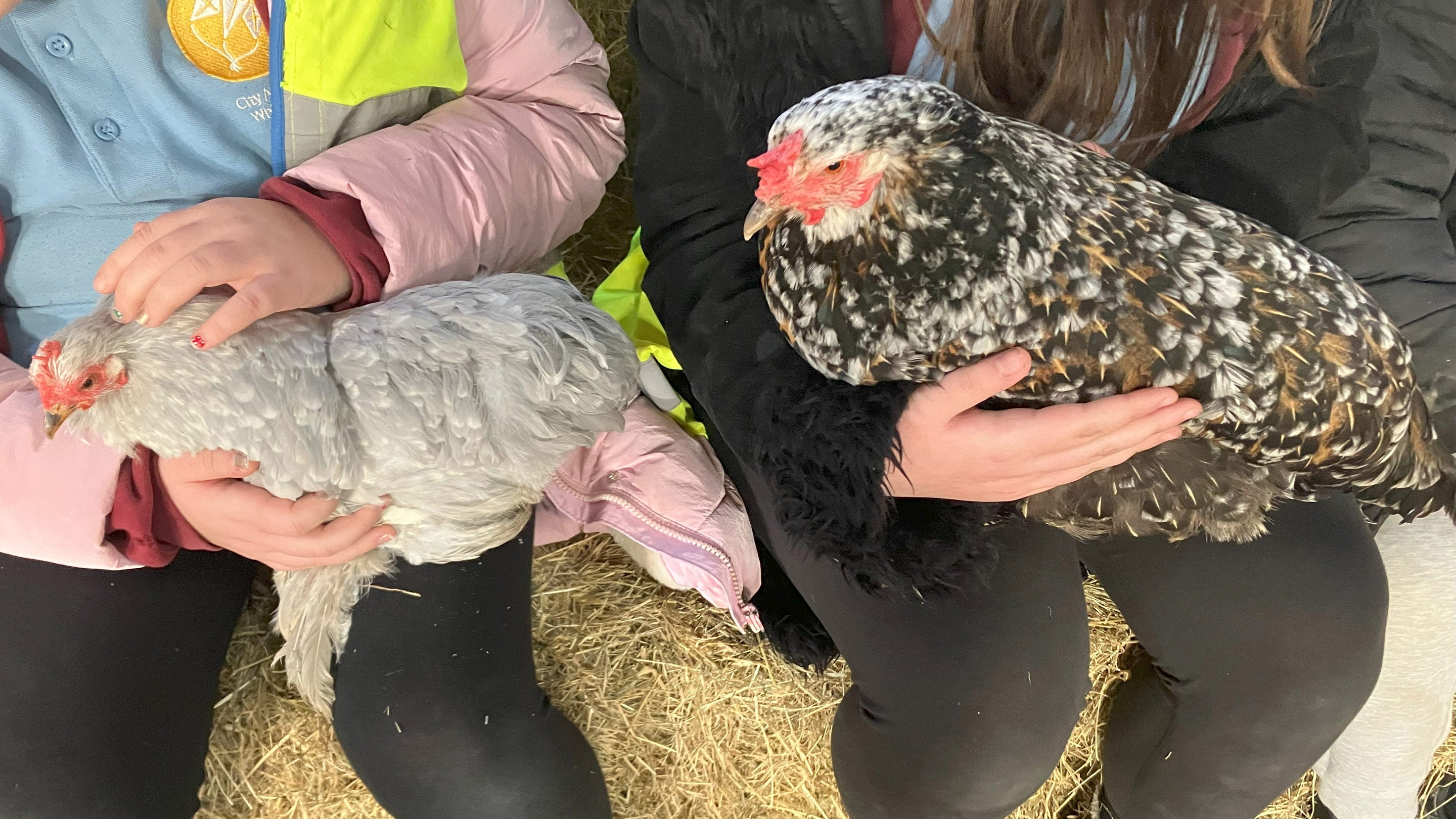 Two girls hold two chickens in their arms aT Ovingdean Grange Farm. The chickens are called Chick Chick and Oreo