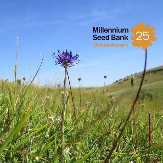 A slide featuring the Kew logo and a Round-Headed rampion flower