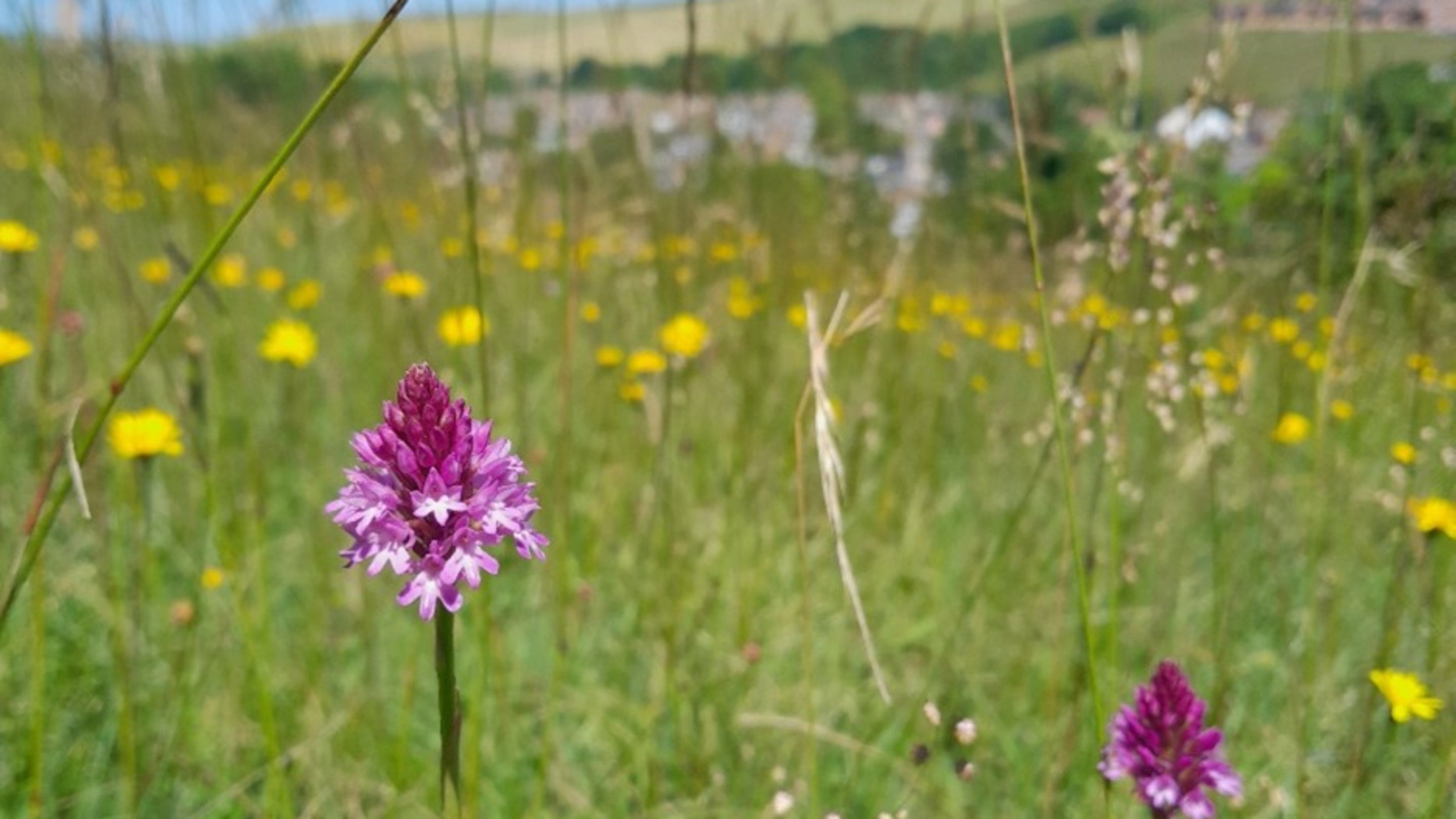 An image of a Pyramidal orchid growing on Southwick Hill, South Downs, Sussex