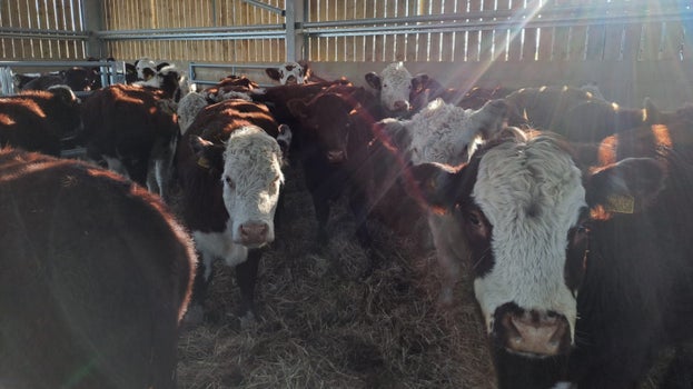 Group of cows in the new barn