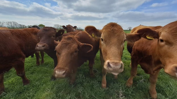 Cows in field looking at camera