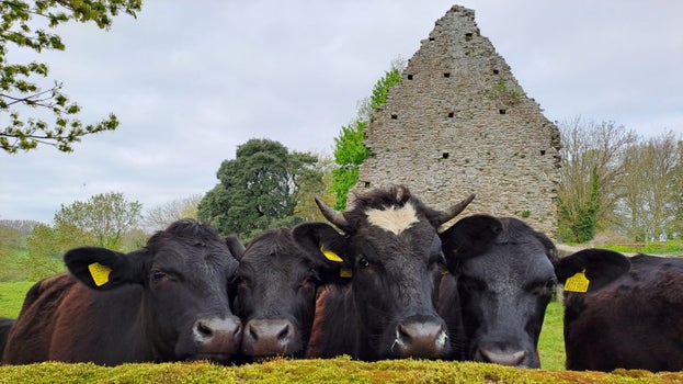 Heard of cows looking over a wall