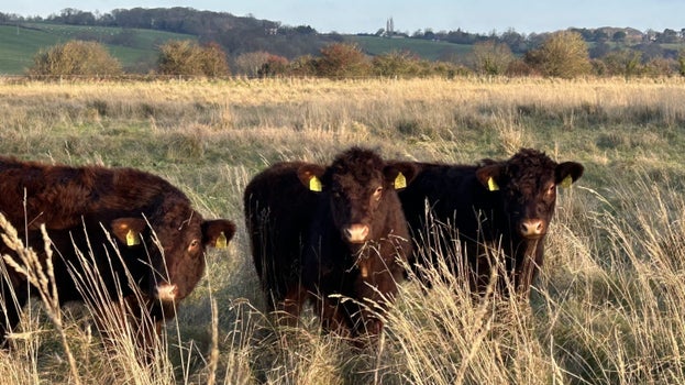 Cows grazing in long grass