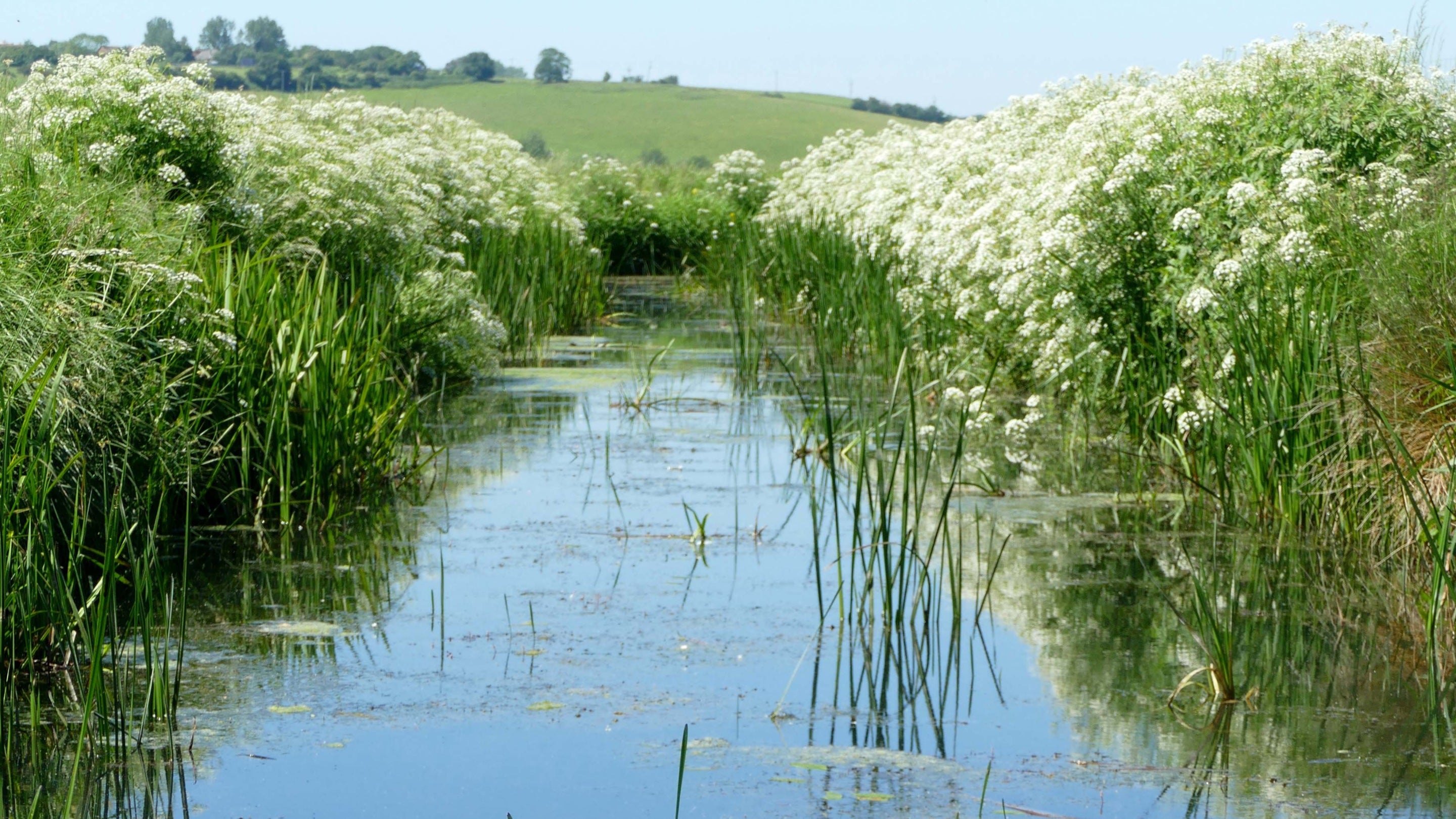 Image of a healthy water course in Winchelsea