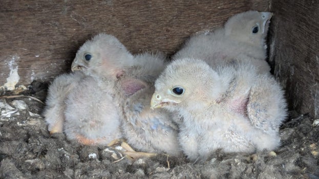 Kestrel chicks in nesting box on Crutches Farm in Winchelsea