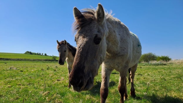 Konik ponies at Winchelsea, Sussex