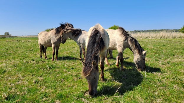 Konik ponies grazing the landscape at Winchelsea, Sussex