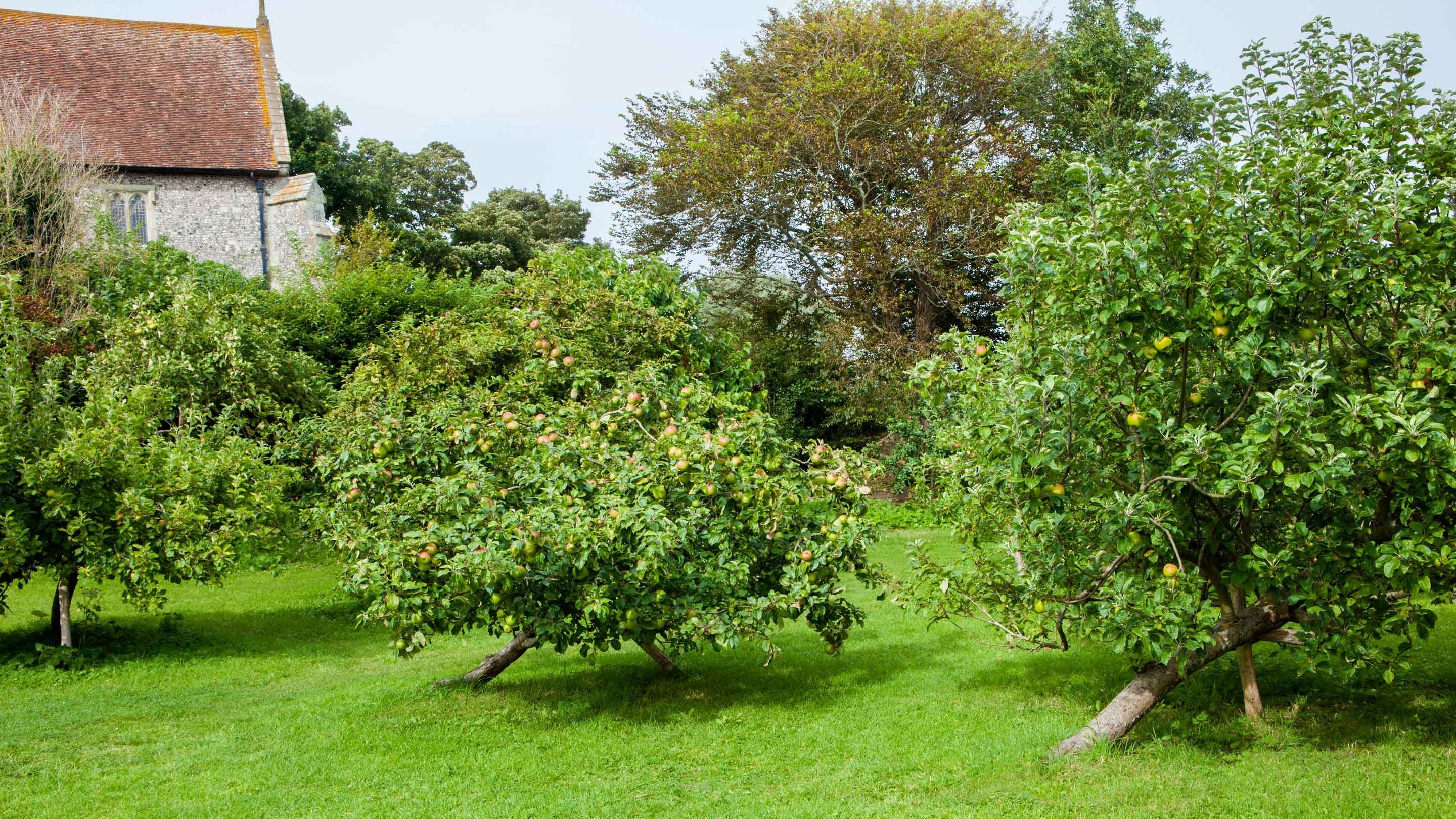The orchard in July at Alfriston Clergy House, East Sussex