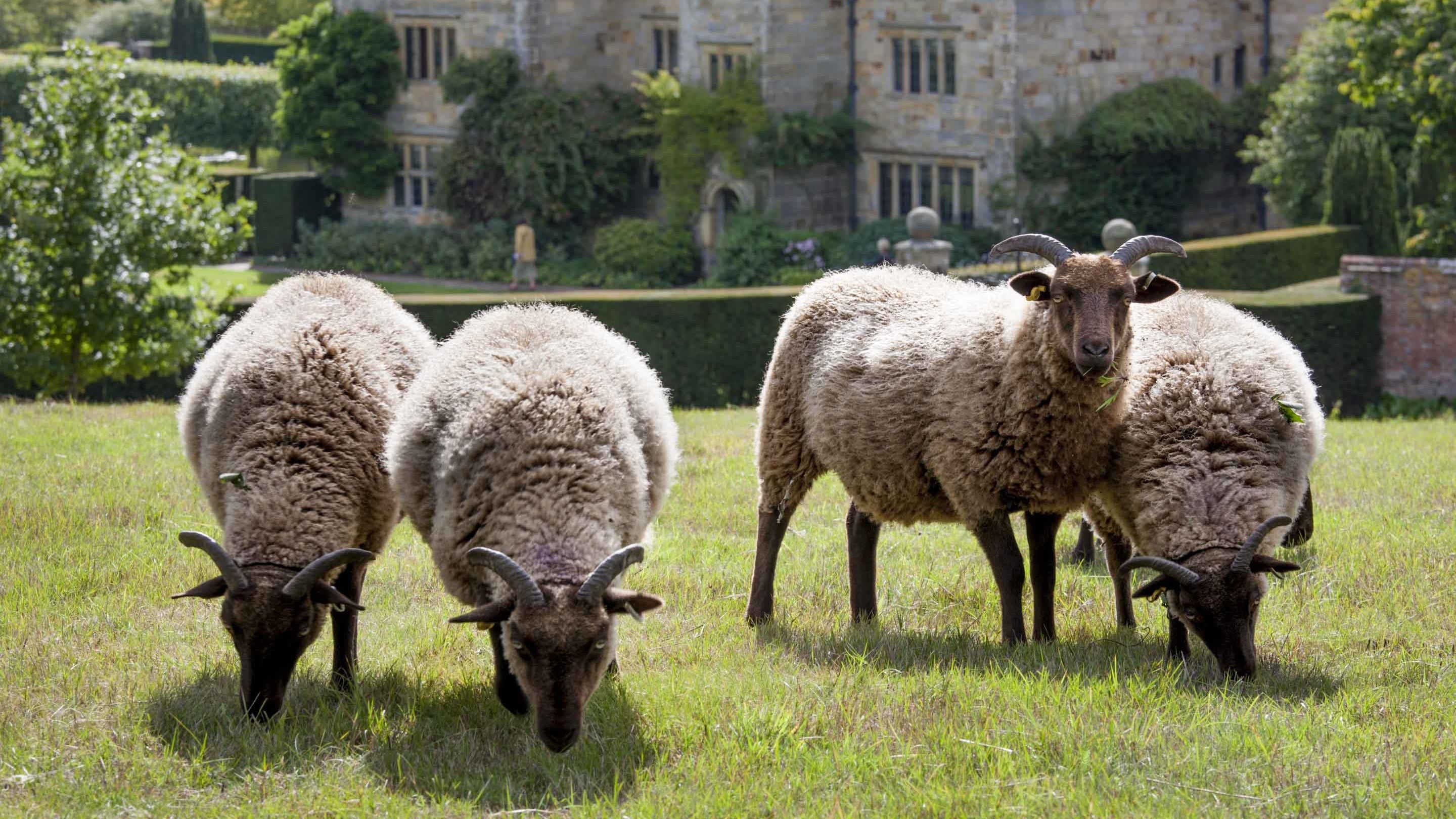 Sheep grazing in a field at Bateman's, East Sussex