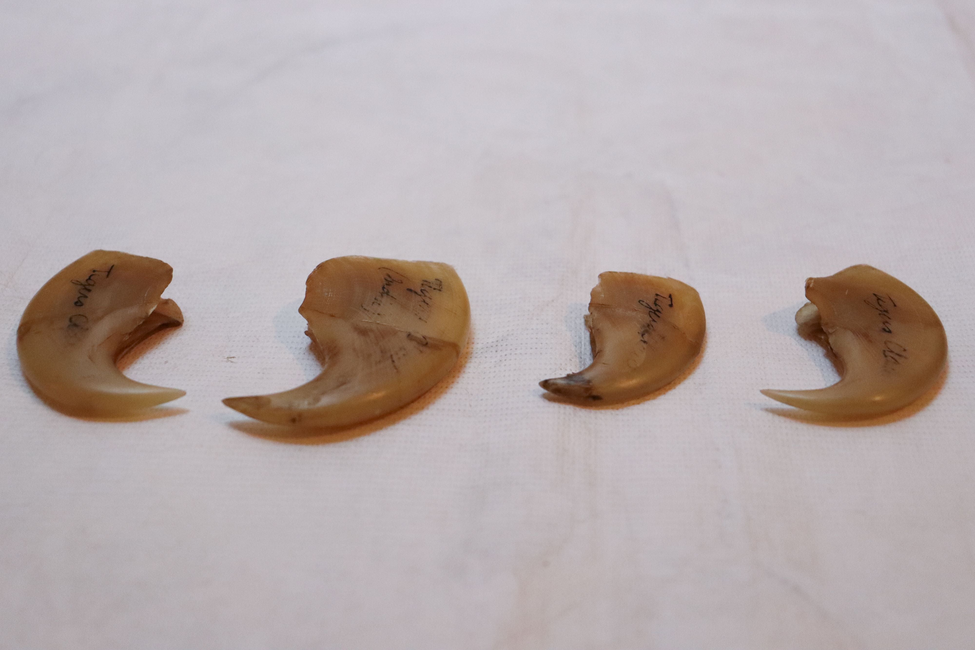 Four tiger claws