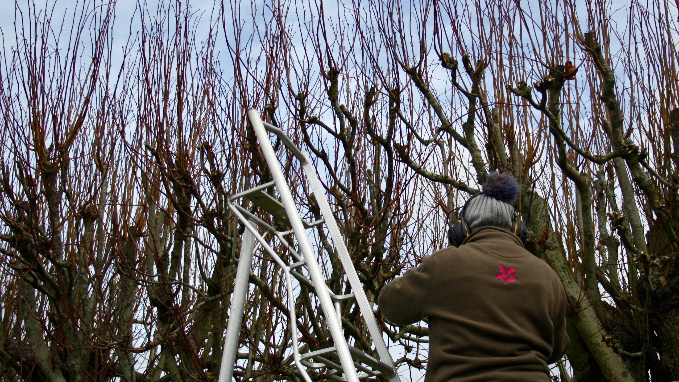 A man with his back to us up a ladder pruning trees