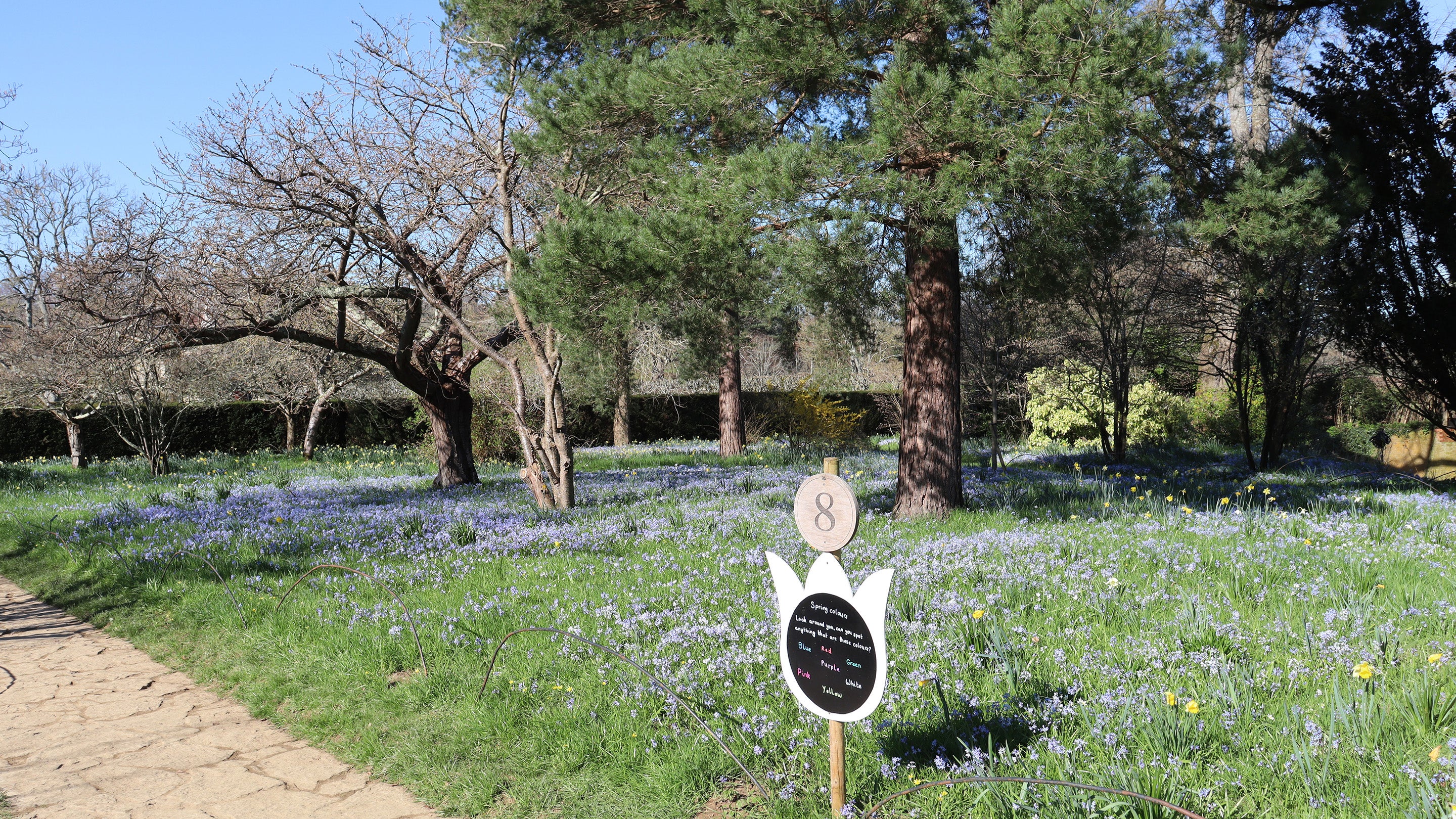 Blue scilla flowers and trees in spring at Bateman's, East Sussex