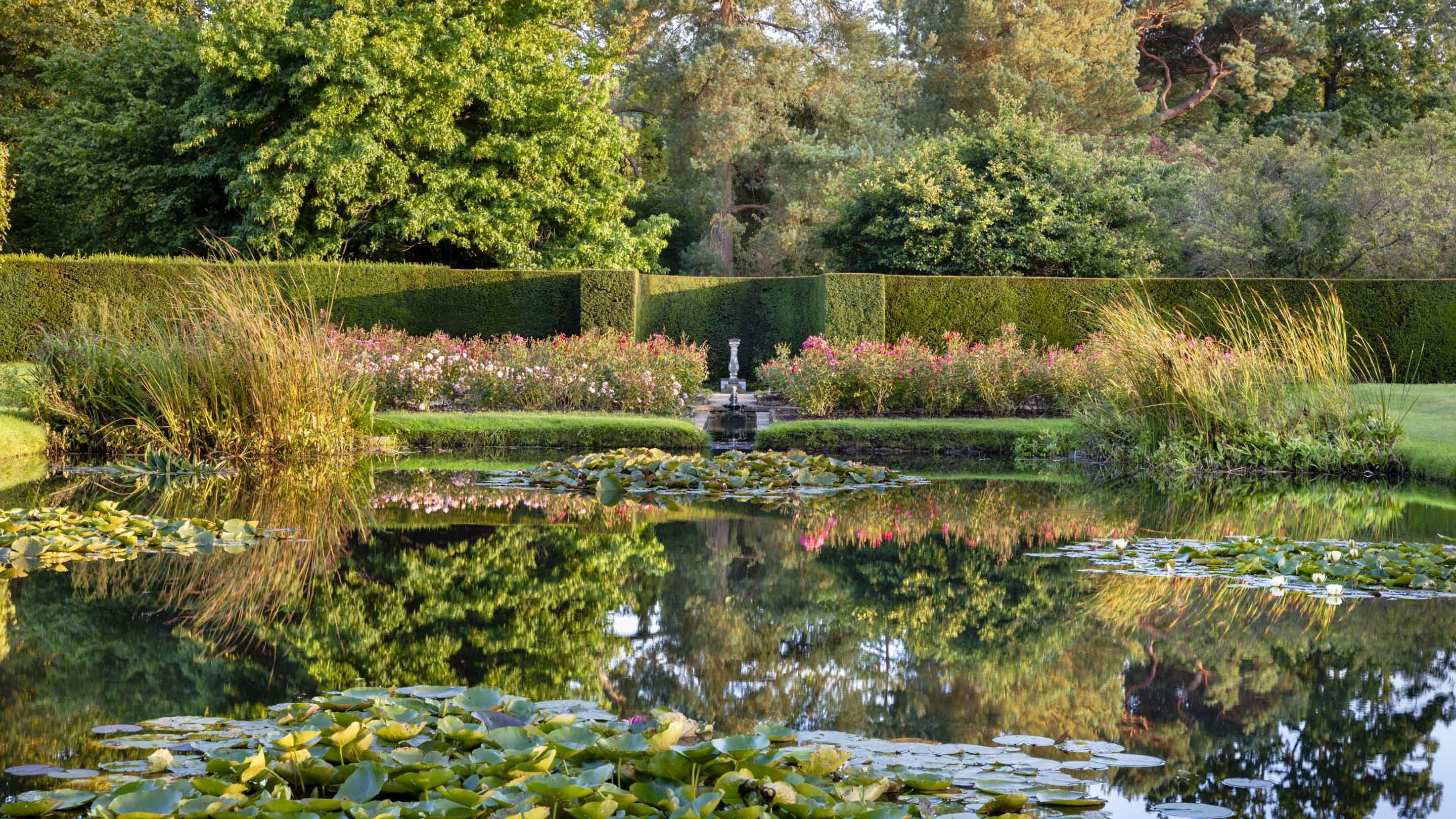 A view across the water of the lily pond at Bateman's with the surface reflecting the blue sky and pink roses between clusters of lily pads