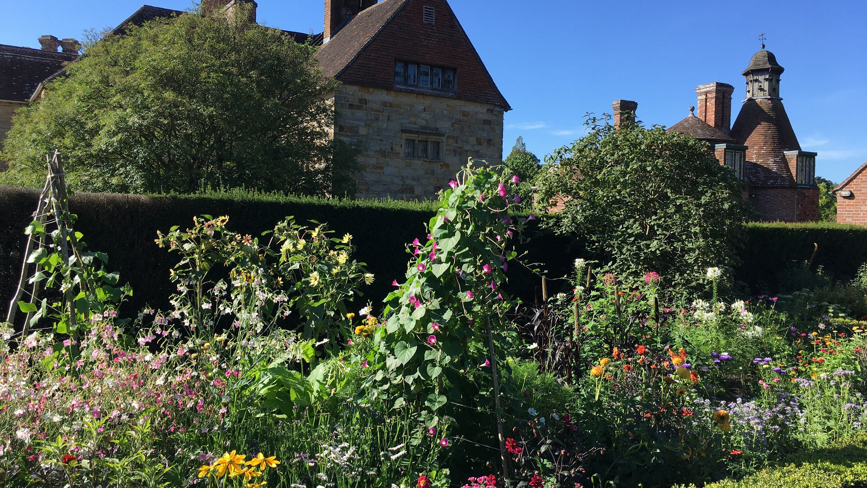 Flower bed in full bloom with a yew hedge and house in the background
