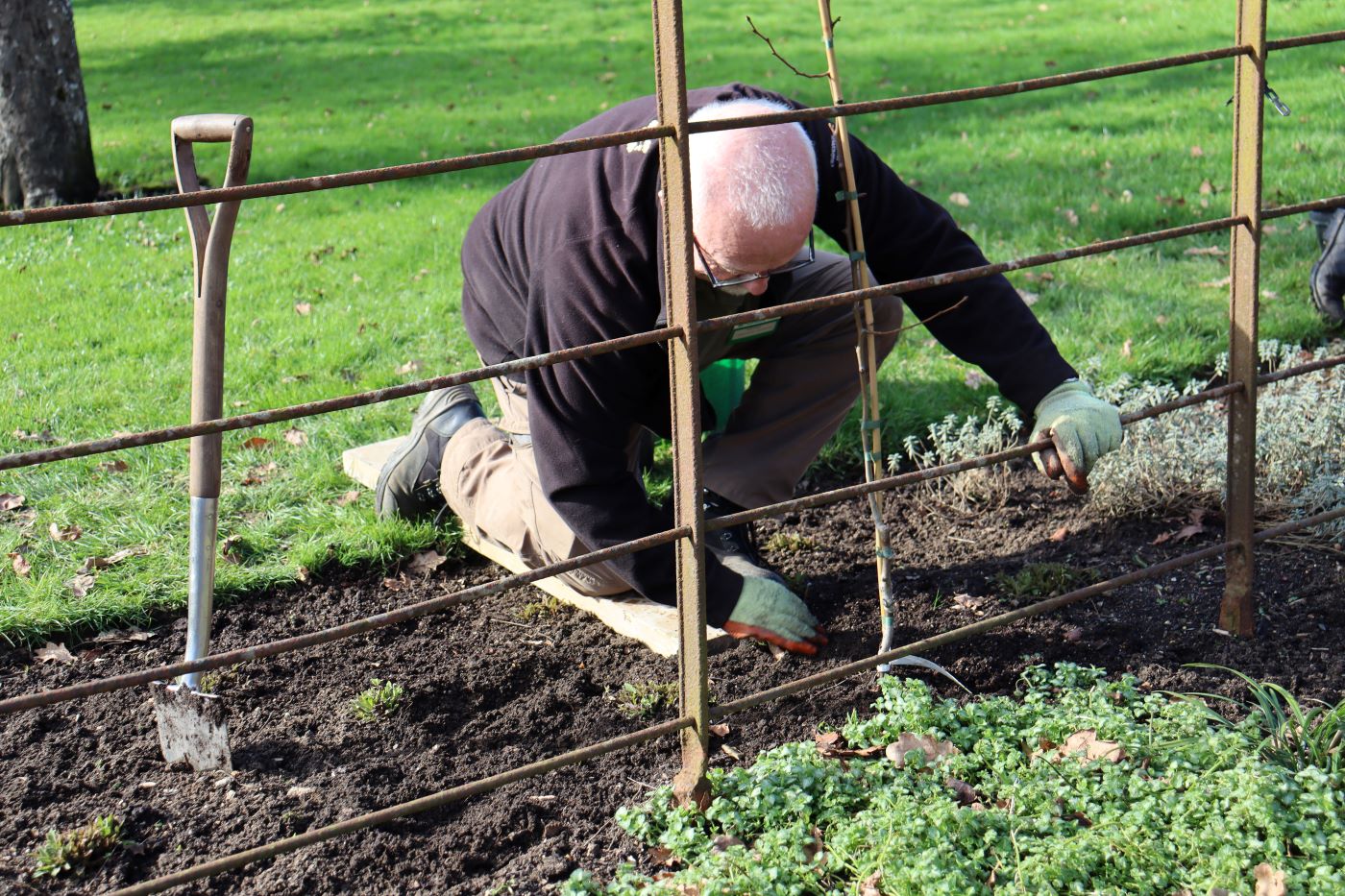 A person on one knee planting a pear tree.