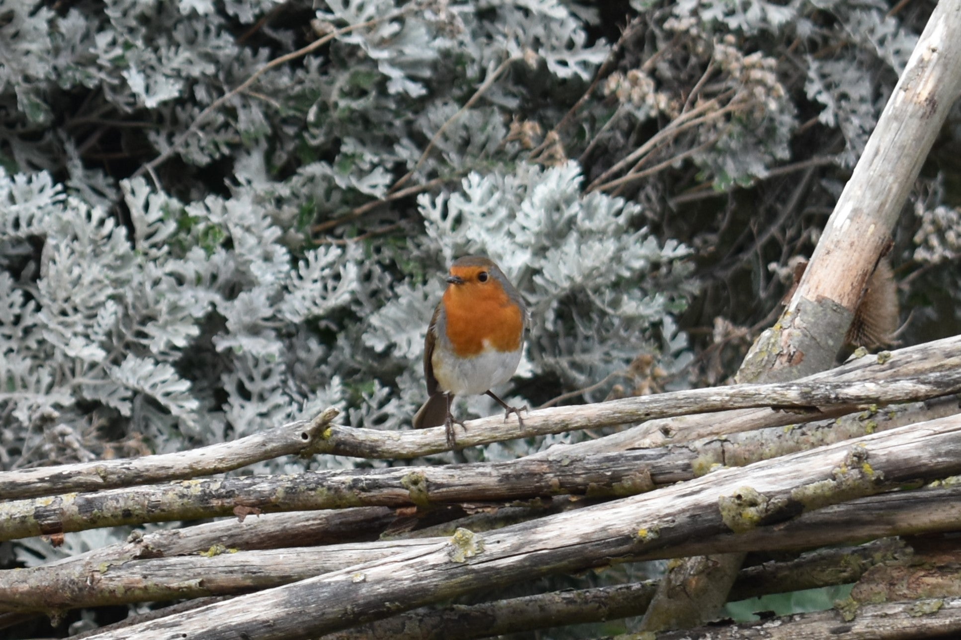 Robin resting on twigs at Birling Gap