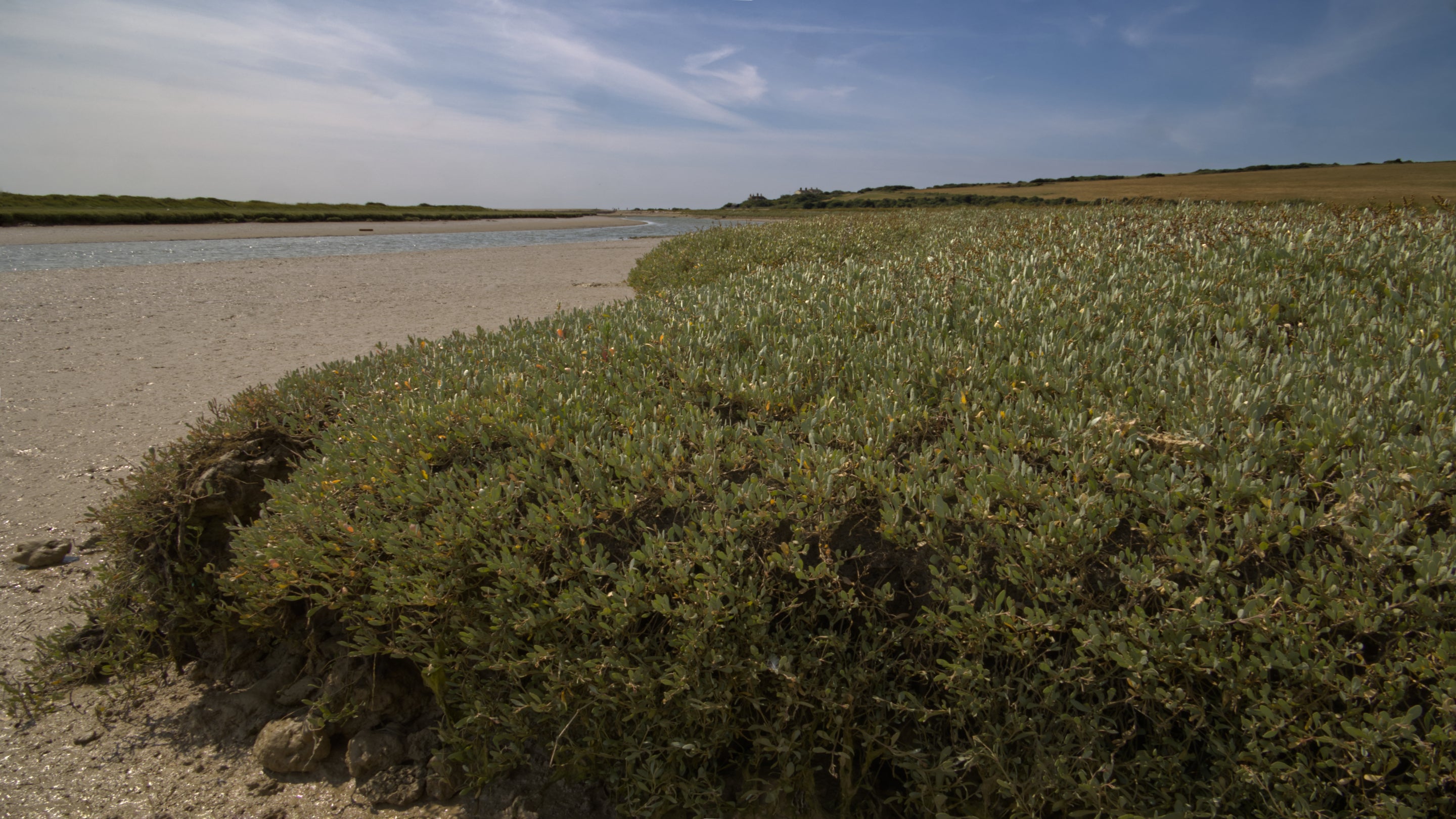 Close‑up view of a salt marsh at low tide, with dense, green salt‑tolerant vegetation growing in mounds along the shoreline. A sandy, exposed tidal flat stretches beside the marsh, and a calm, shallow water channel runs through the landscape. The scene sits under a blue sky with thin, wispy clouds