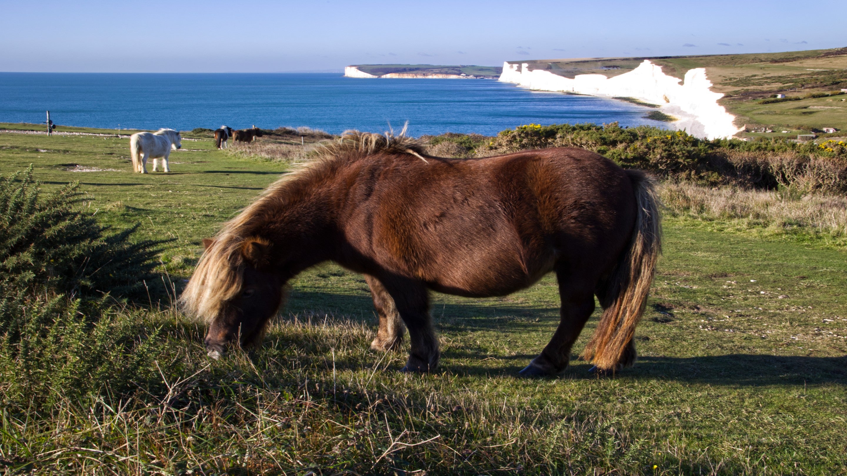 A brown shetland pony grazes on grassy coastal cliffs overlooking a bright blue sea. In the distance, white chalk cliffs curve along the coastline, and another pale‑coloured pony stands further back on the landscape. Low shrubs and open fields surround the scene under a clear sky