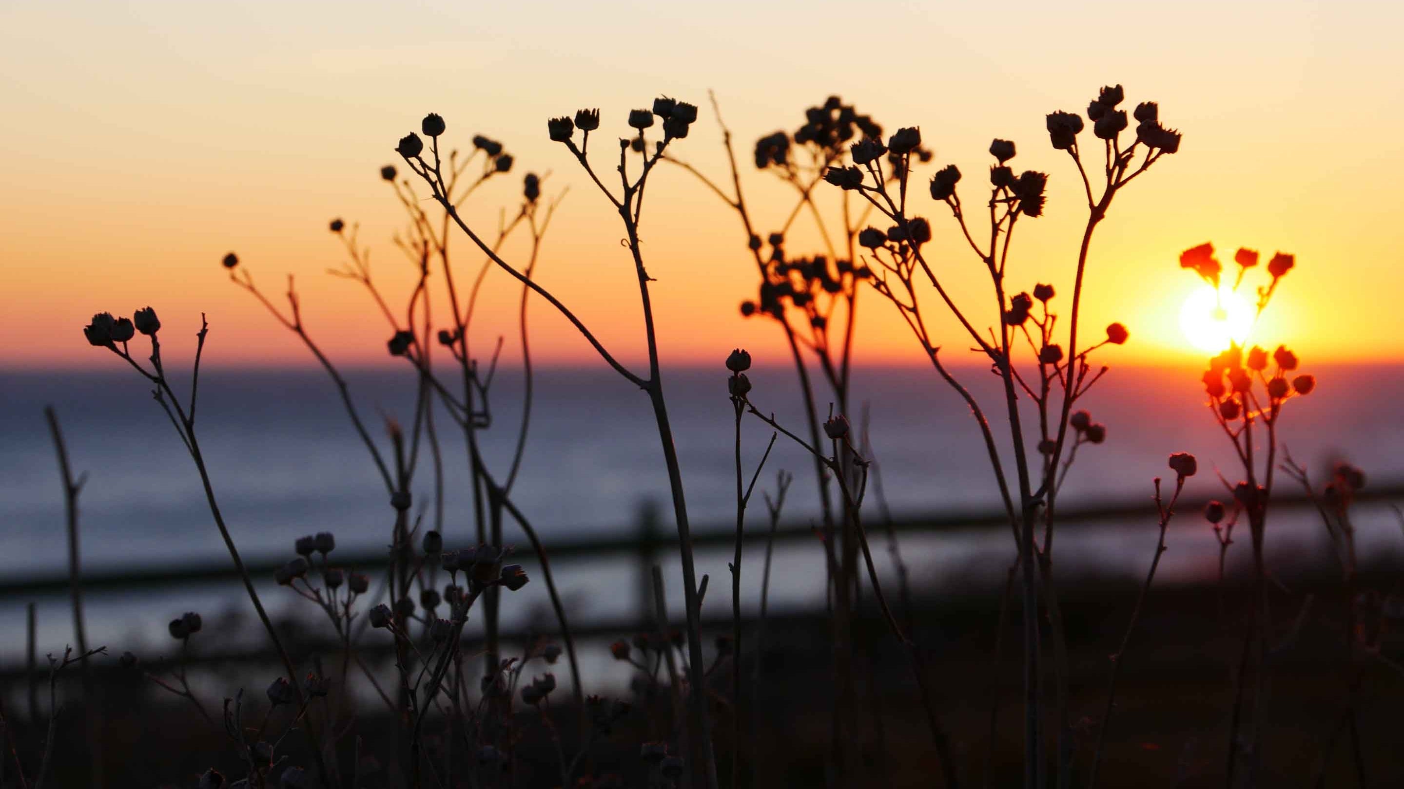 Sunset with silver ragwort stems at Birling Gap, East Sussex