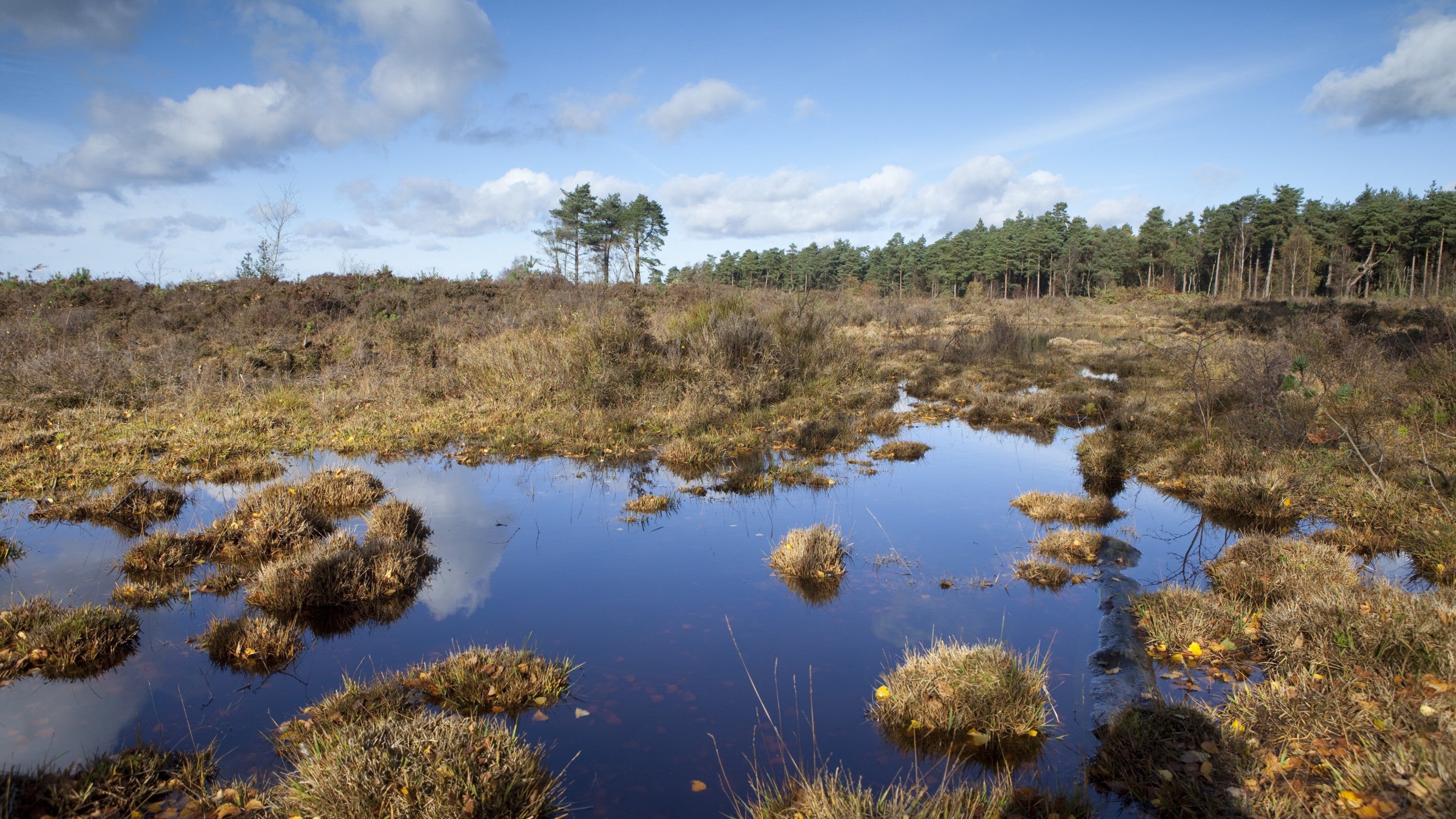 Pool of water at Black Down, South Downs, Surrey, with tussocks of grass and pine trees on the horizon