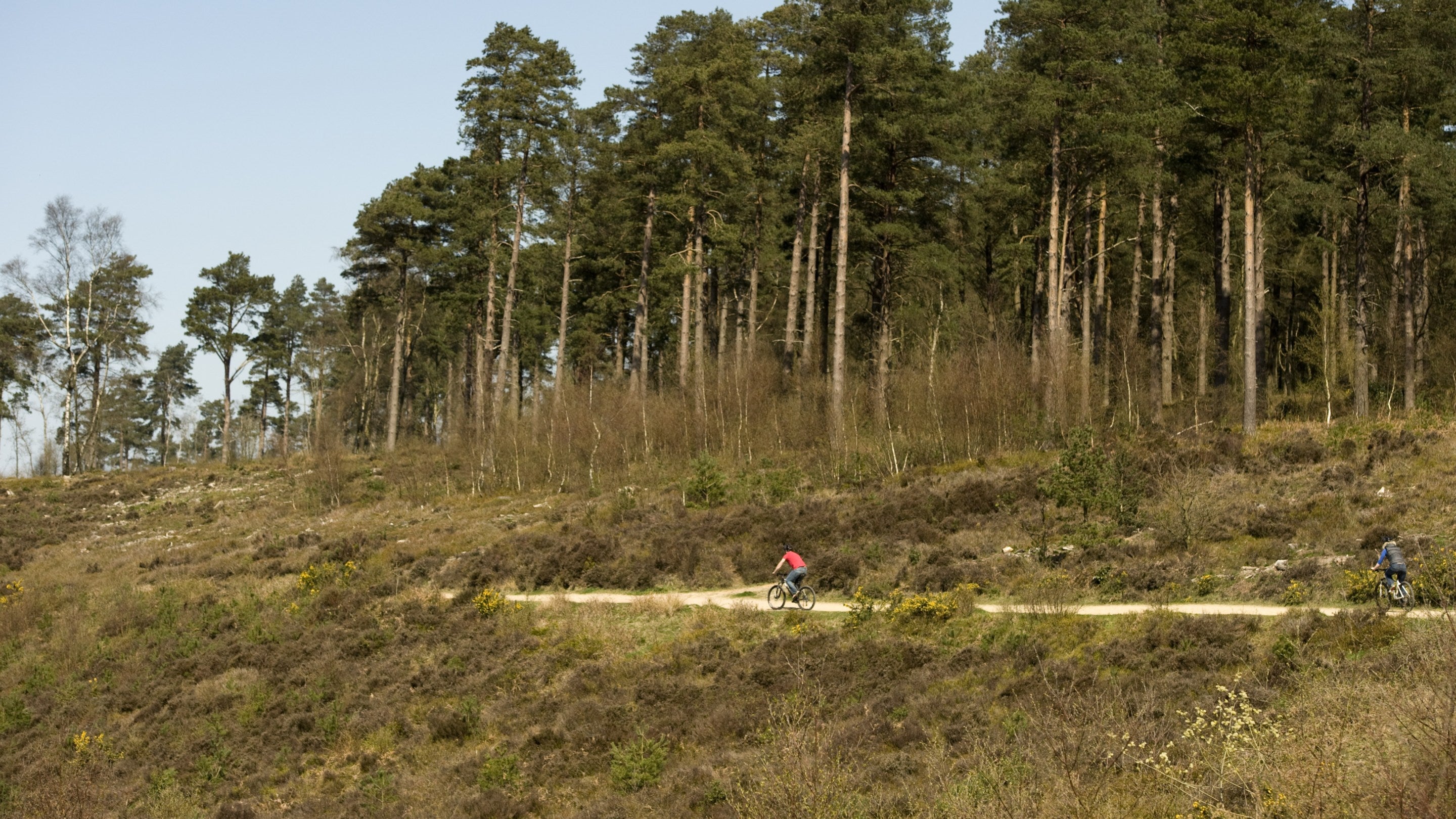 A group of mountain bikers riding along a dirt track with tall pine forests rising up behind them
