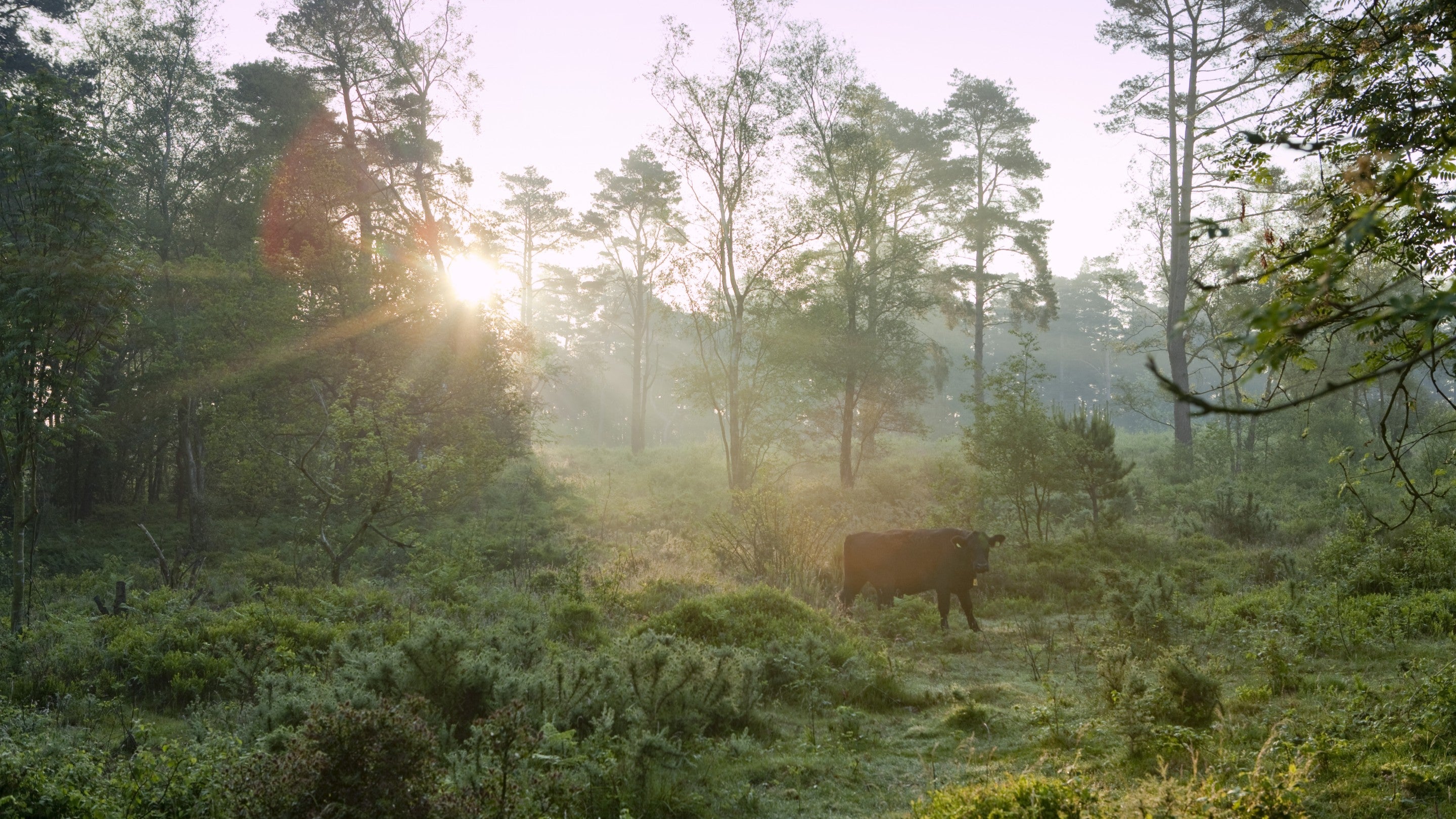 A single cow in the midst of a woodland at Black Down in Surrey with a pinpoint of sunlight shining through the trees and illuminating it