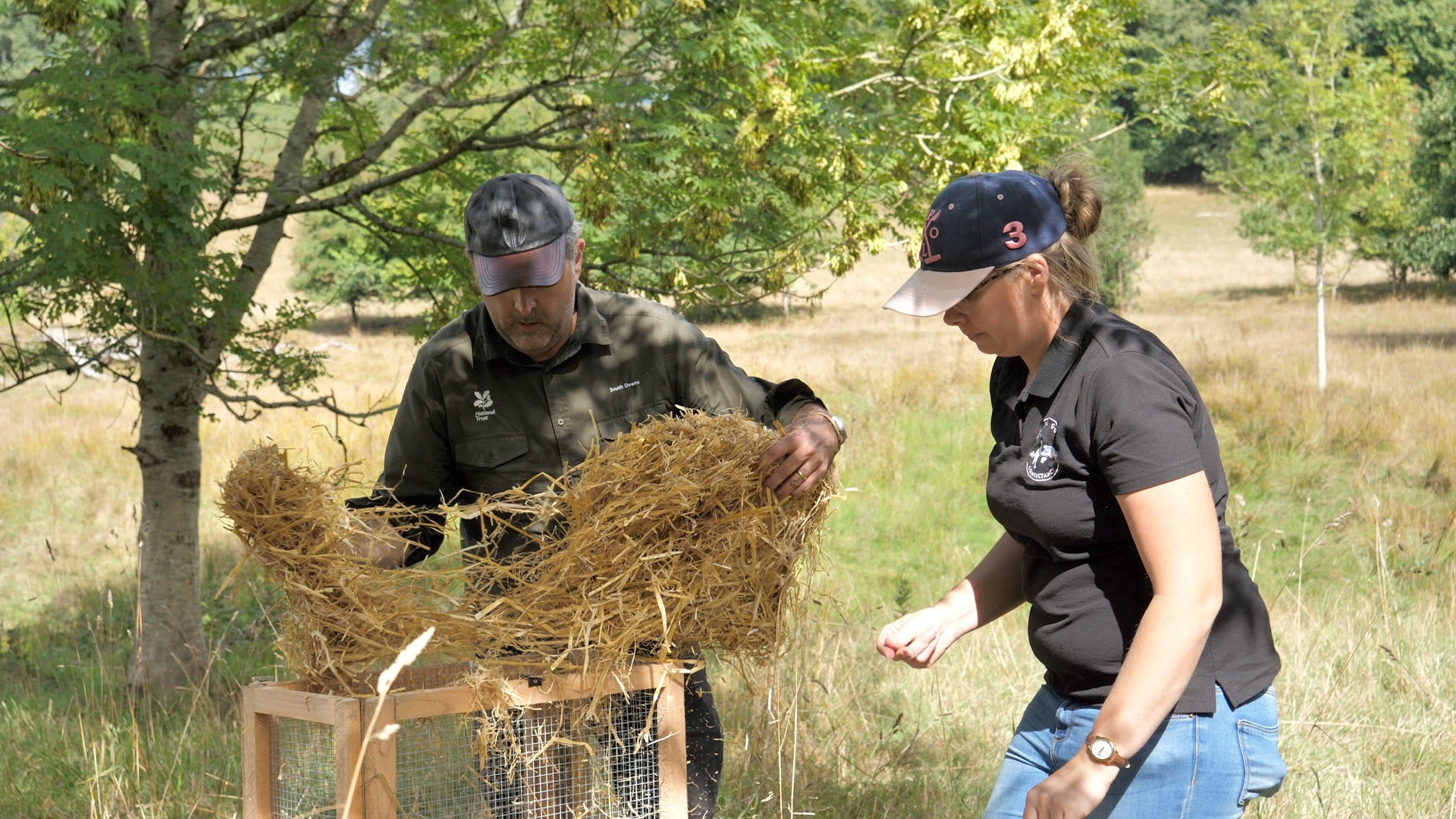 Putting straw into water vole release pens