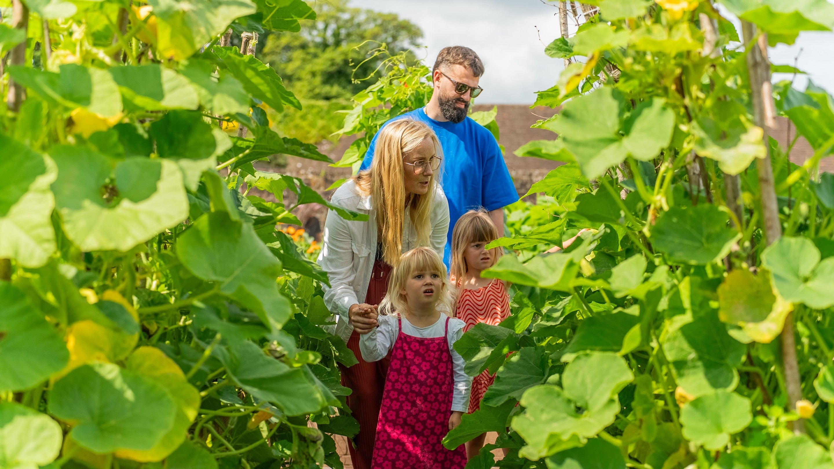 Family visitors walk between rows of tall leafy plants in Wakehurst’s vegetable garden, exploring a green growing area on a sunny summer day.