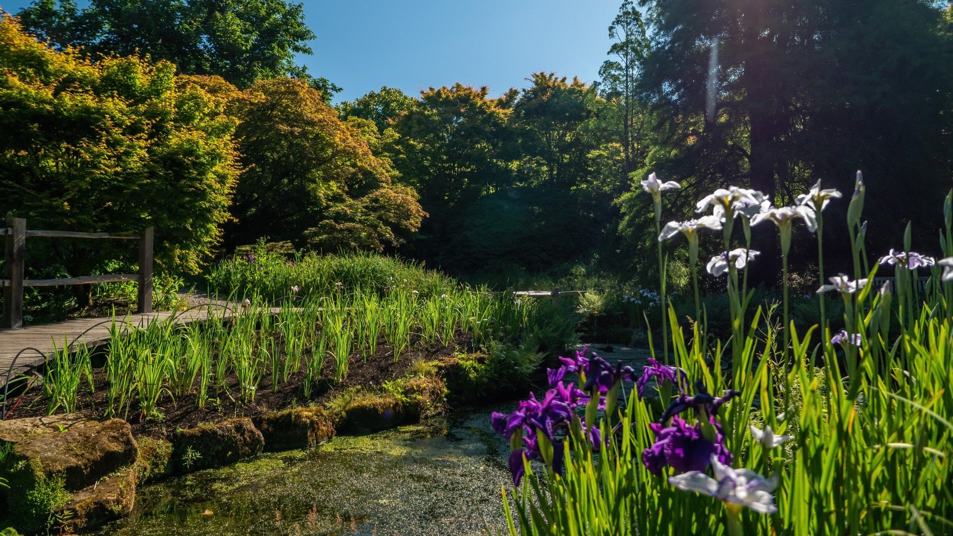 Purple at white irises in the water garden at Wakehurst, West Sussex.