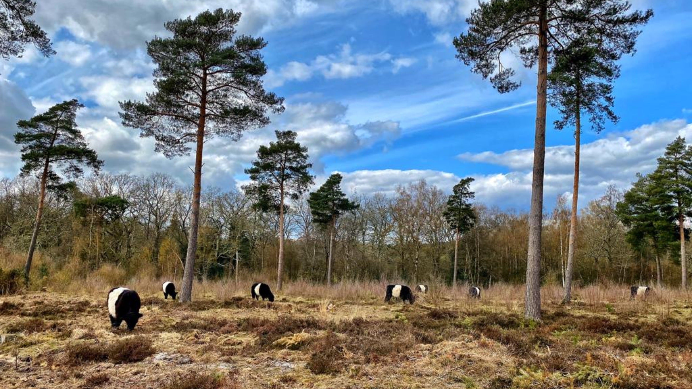 Cattle spread out on open common land, with bare trees against a blue sky, on Lavington Common in Sussex.