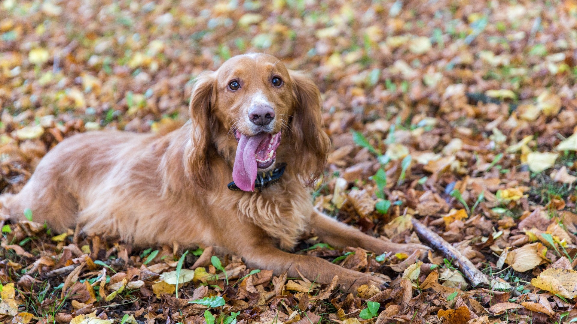 Are Dogs Allowed In Nymans Gardens