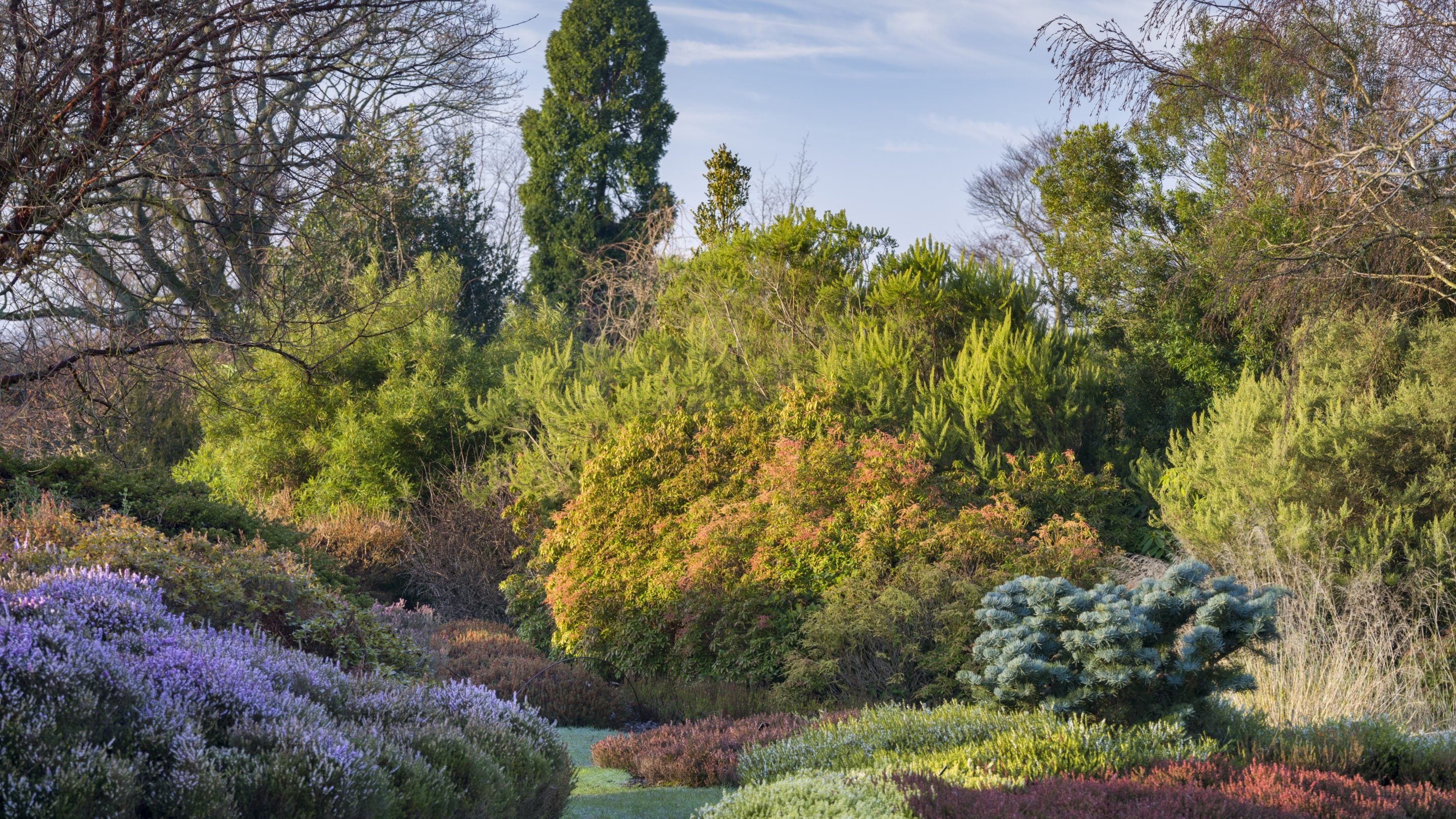 Hummocks of reddish pink heather flowers, and other low, rounded shrubs, with trees behind, in the Heather garden at Nymans, West Sussex