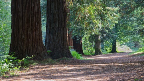Nymans | West Sussex | National Trust